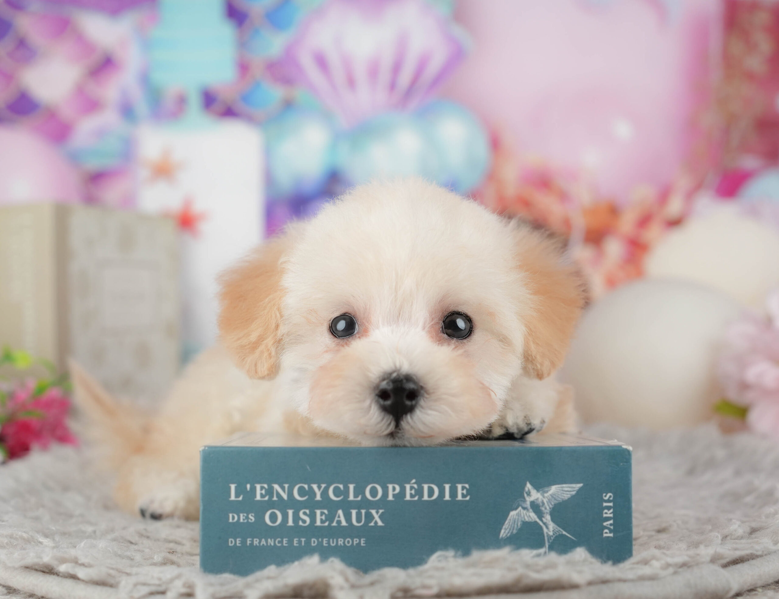 トイ・プードル | 女の子 | クリーム | 2025年11月29日