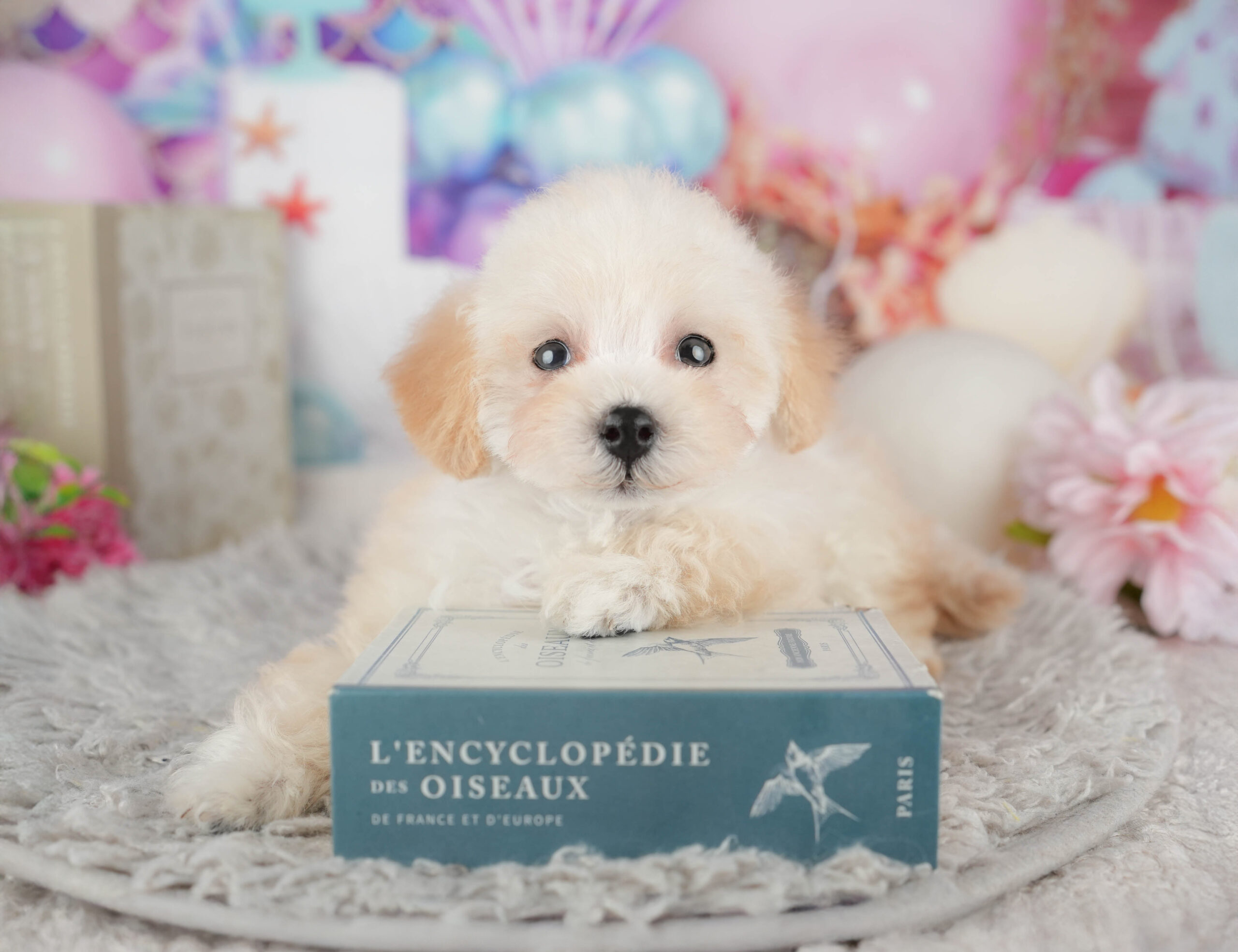 トイ・プードル | 女の子 | クリーム | 2025年11月29日