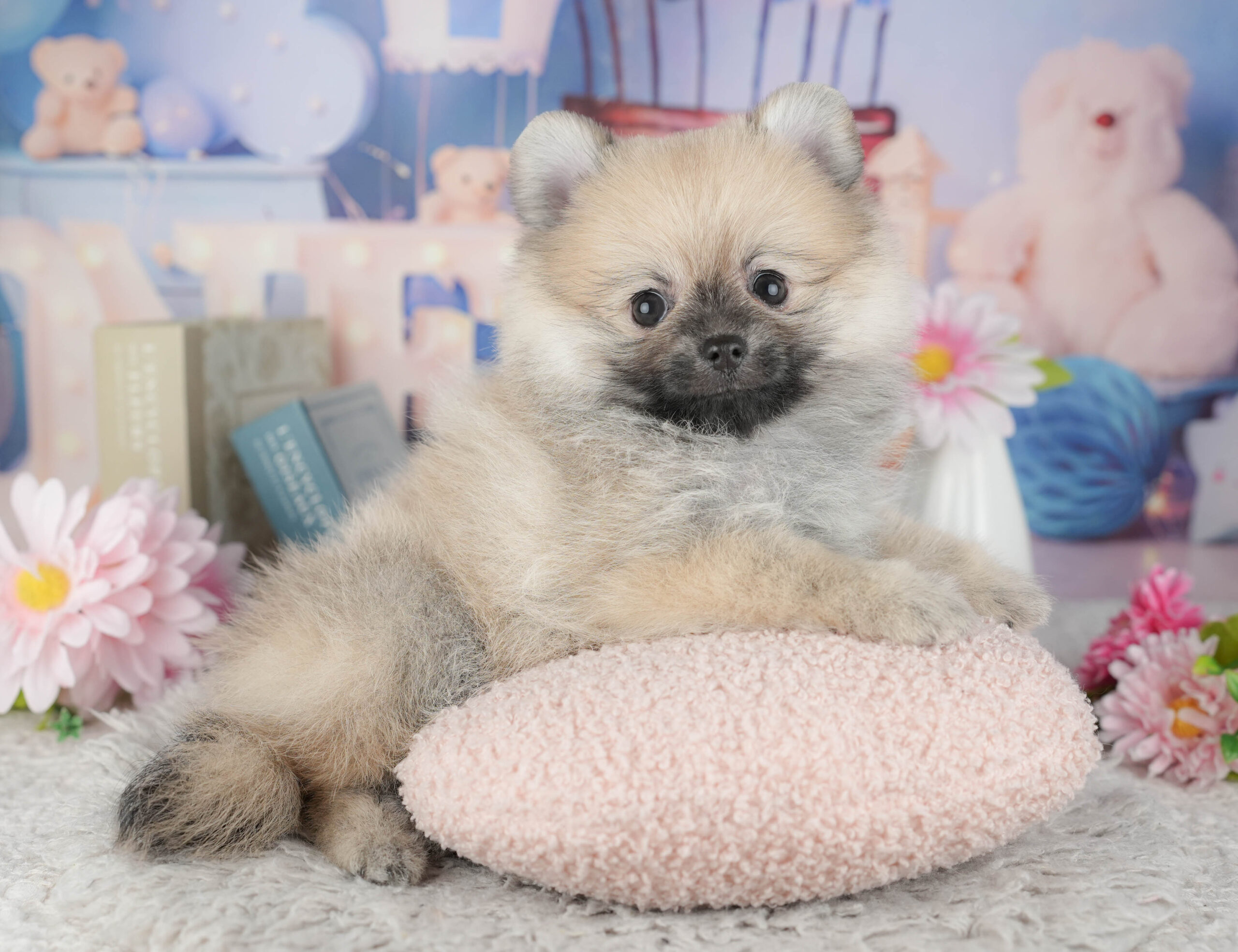 ポメラニアン | 女の子 | ウルフセーブル | 2025年11月30日