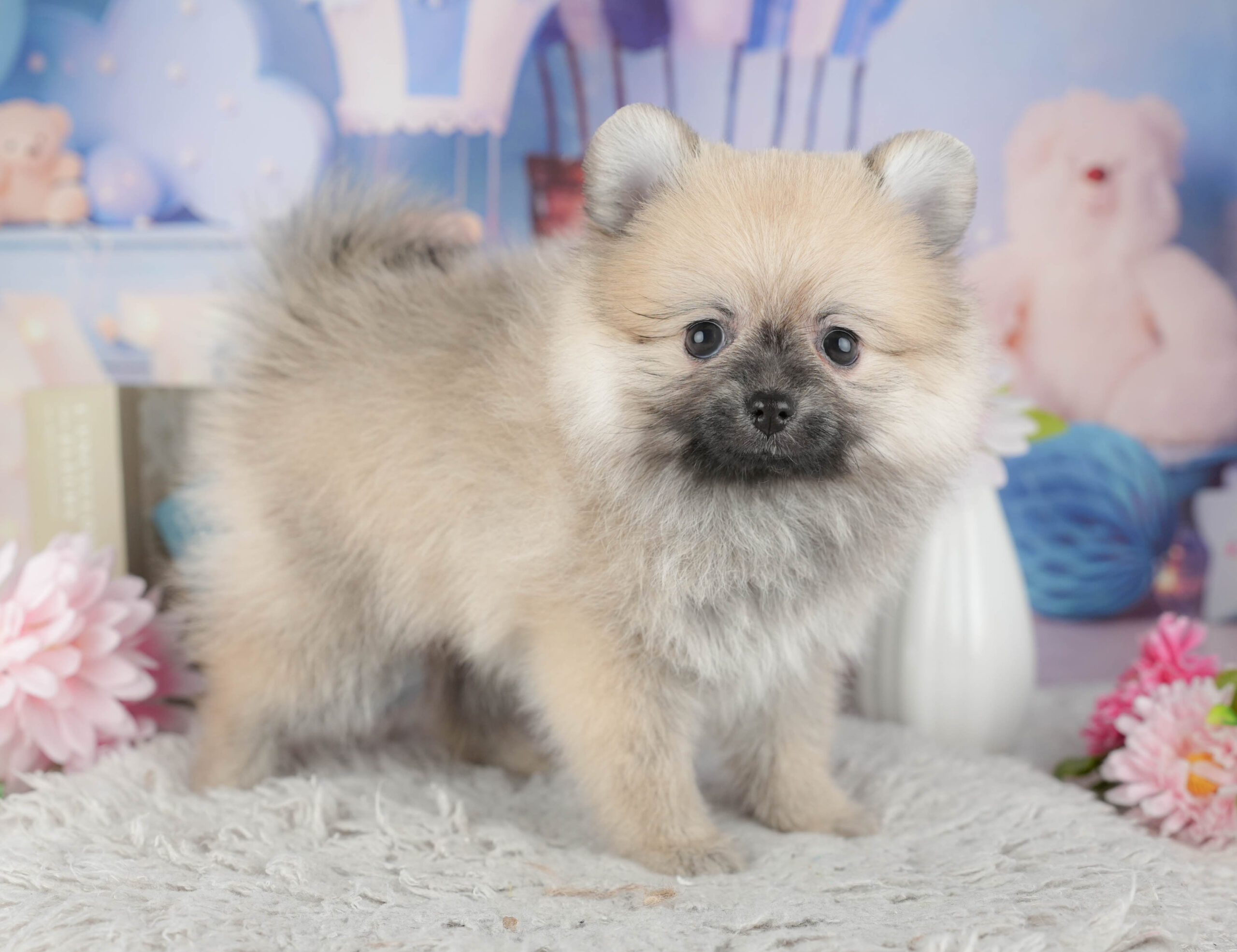 ポメラニアン | 女の子 | ウルフセーブル | 2025年11月30日