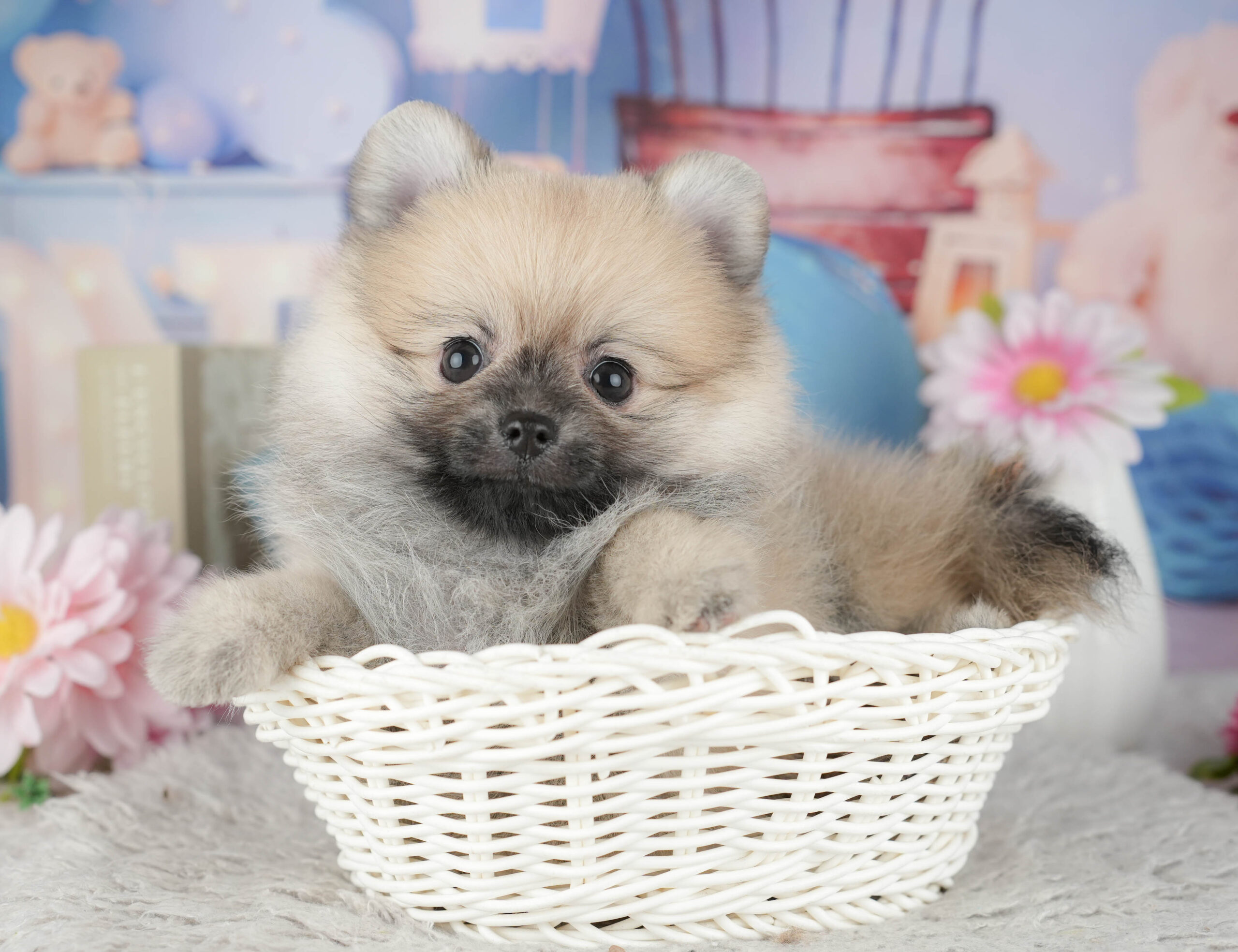 ポメラニアン | 女の子 | ウルフセーブル | 2025年11月30日