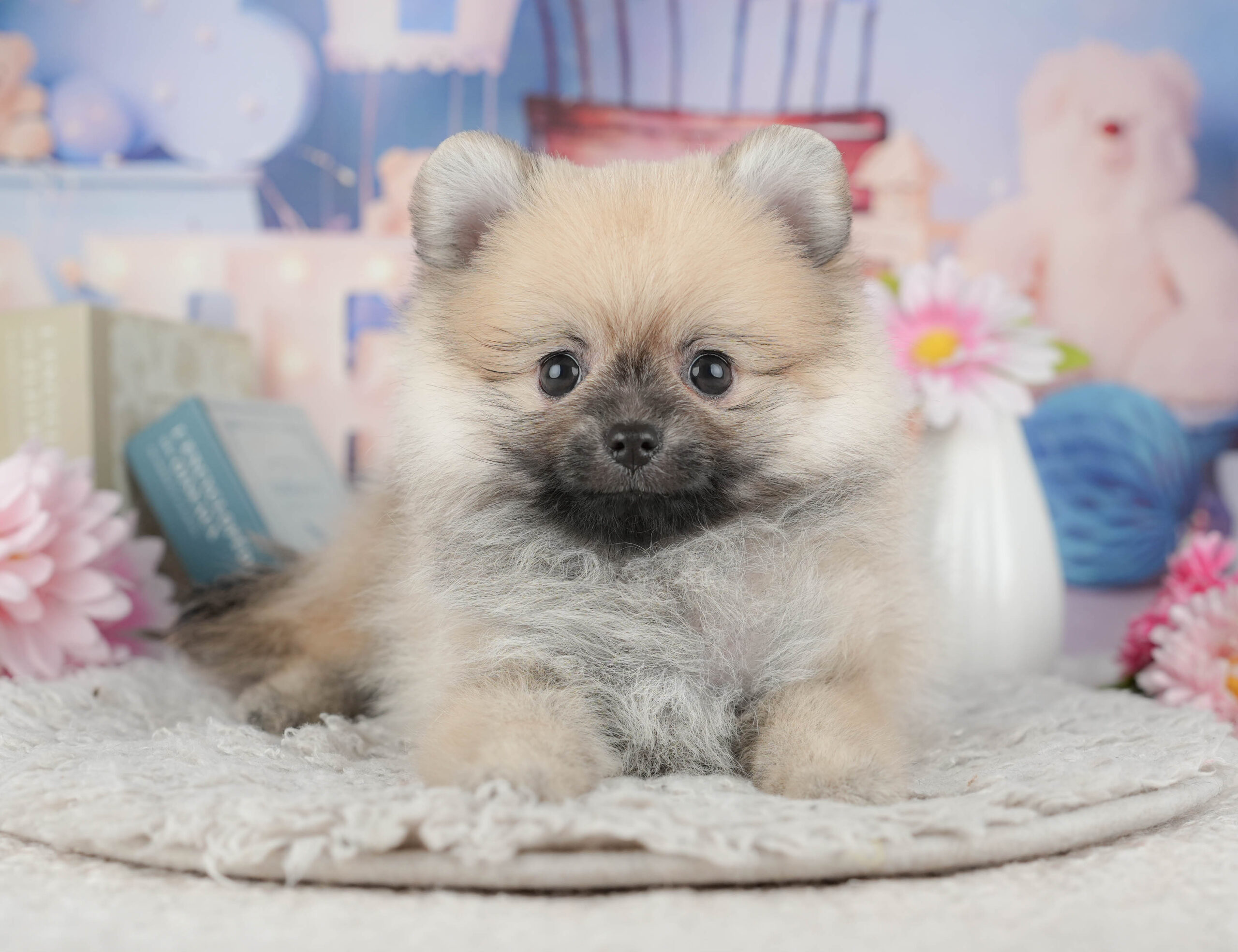 ポメラニアン | 女の子 | ウルフセーブル | 2025年11月30日