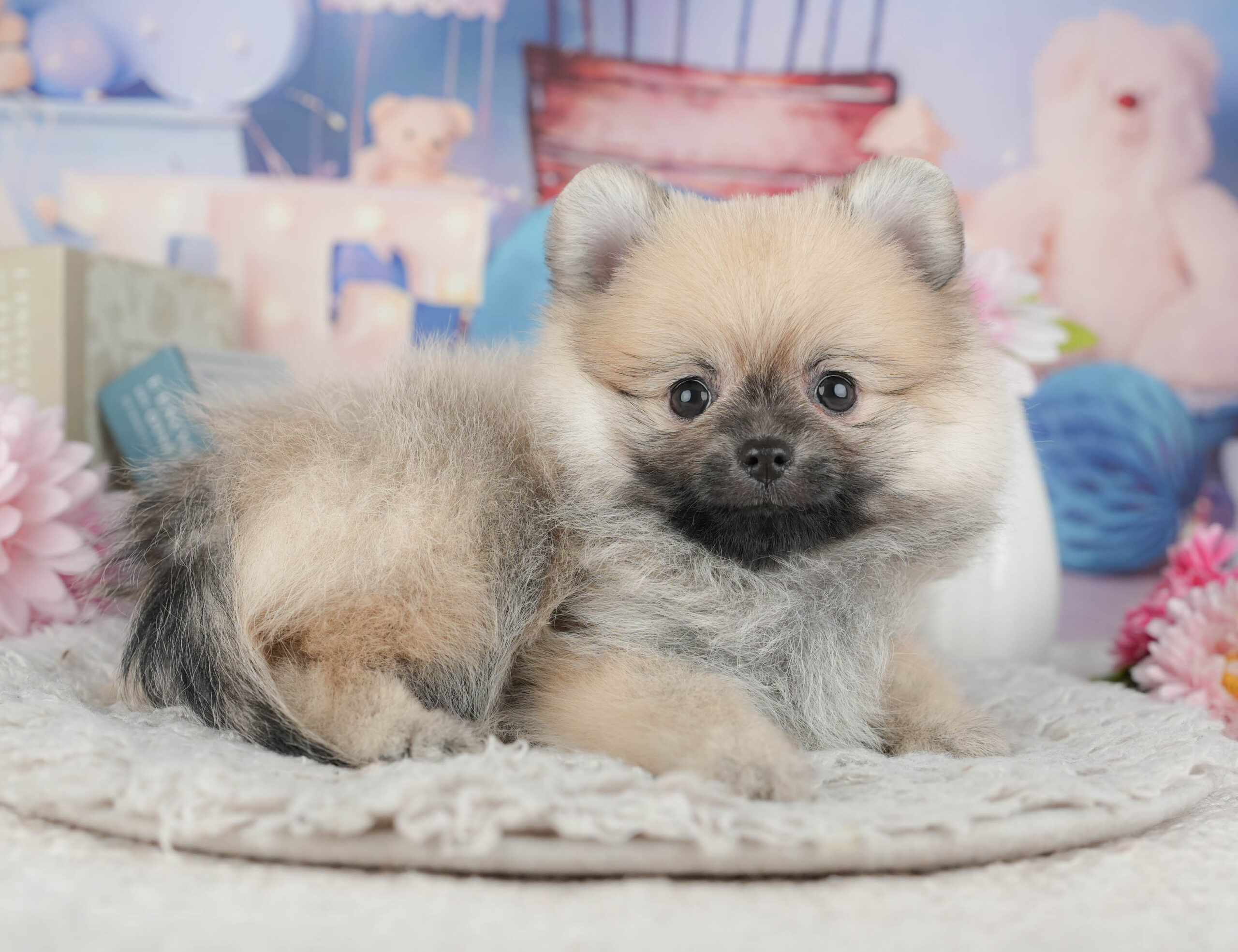 ポメラニアン | 女の子 | ウルフセーブル | 2025年11月30日