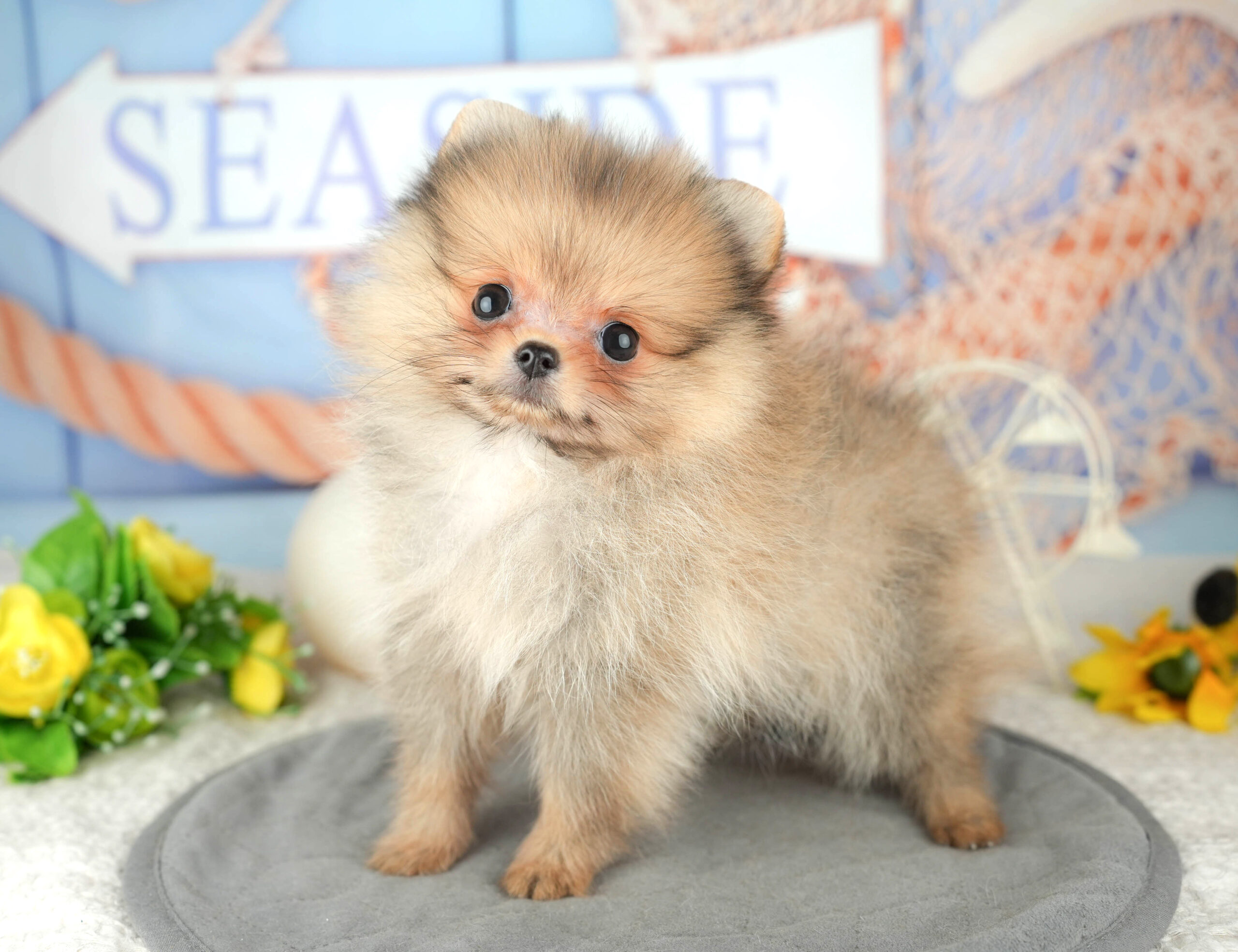 ポメラニアン | 女の子 | オレンジ | 2025年12月1日