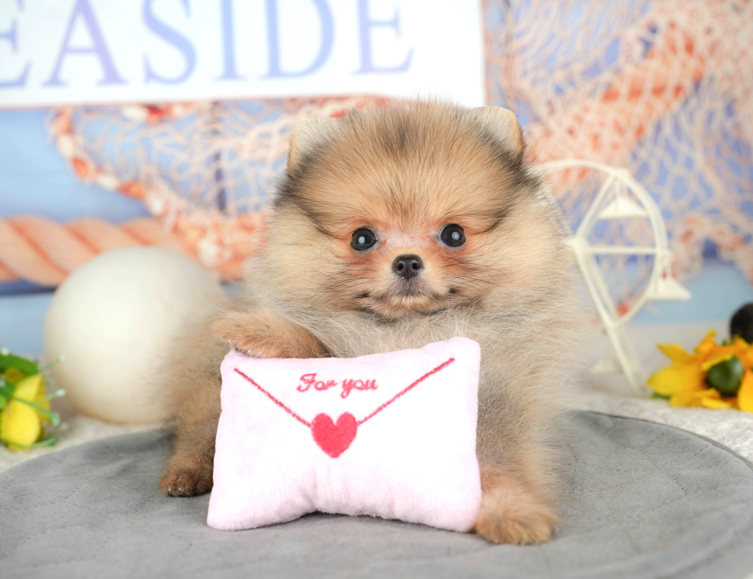 ポメラニアン | 女の子 | オレンジ | 2025年12月1日