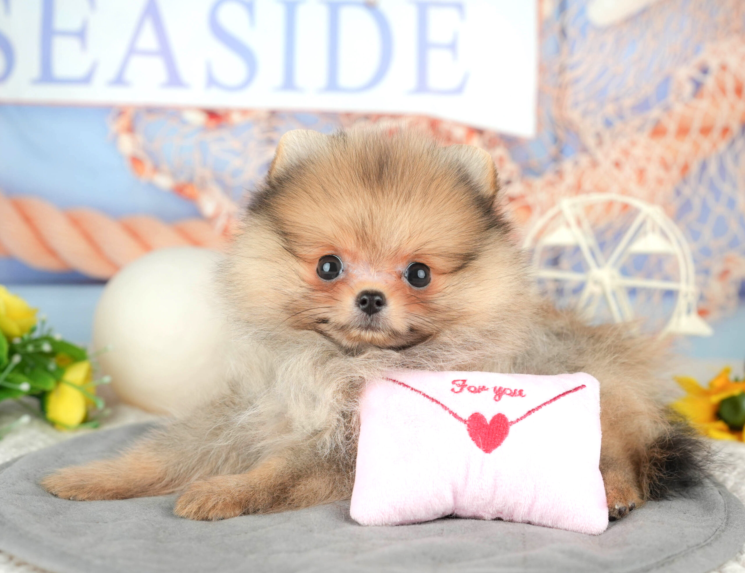 ポメラニアン | 女の子 | オレンジ | 2025年12月1日