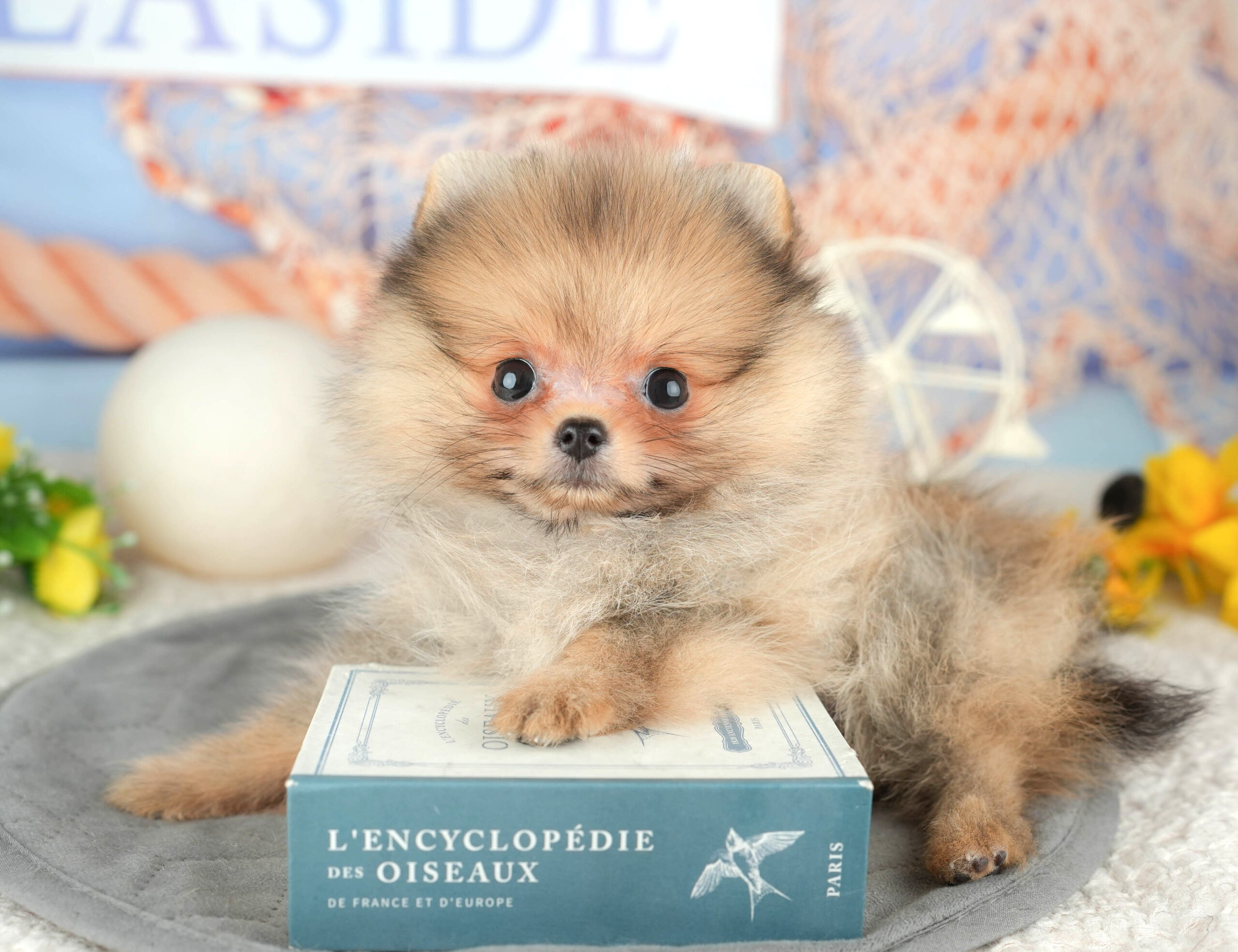 ポメラニアン | 女の子 | オレンジ | 2025年12月1日