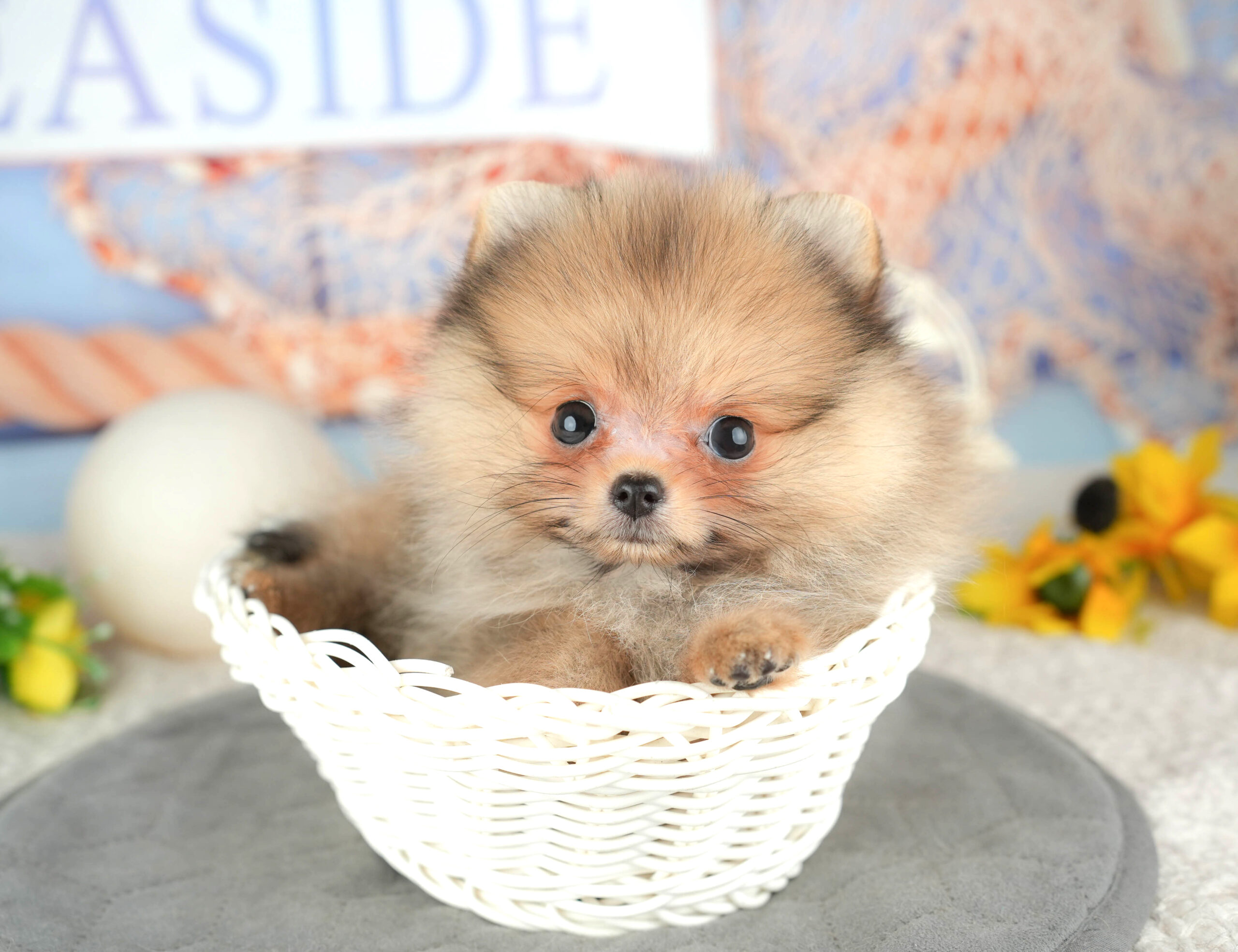 ポメラニアン | 女の子 | オレンジ | 2025年12月1日