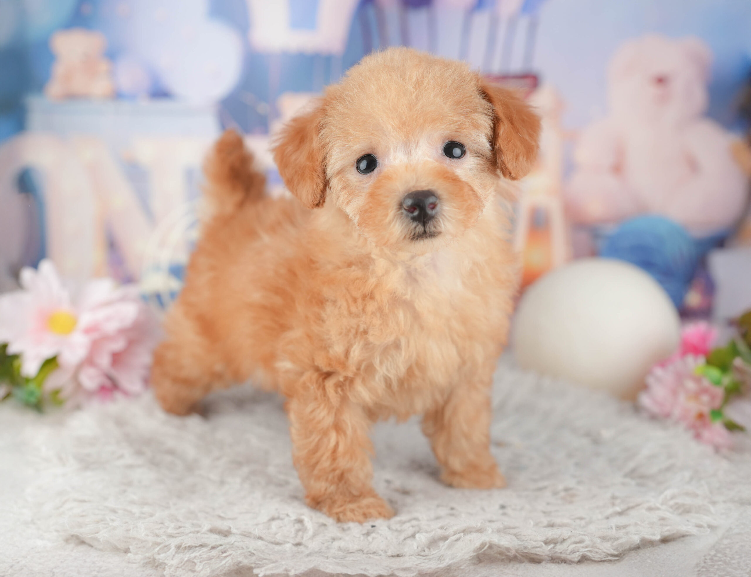 トイ・プードル | 女の子 | アプリコット | 2025年12月1日