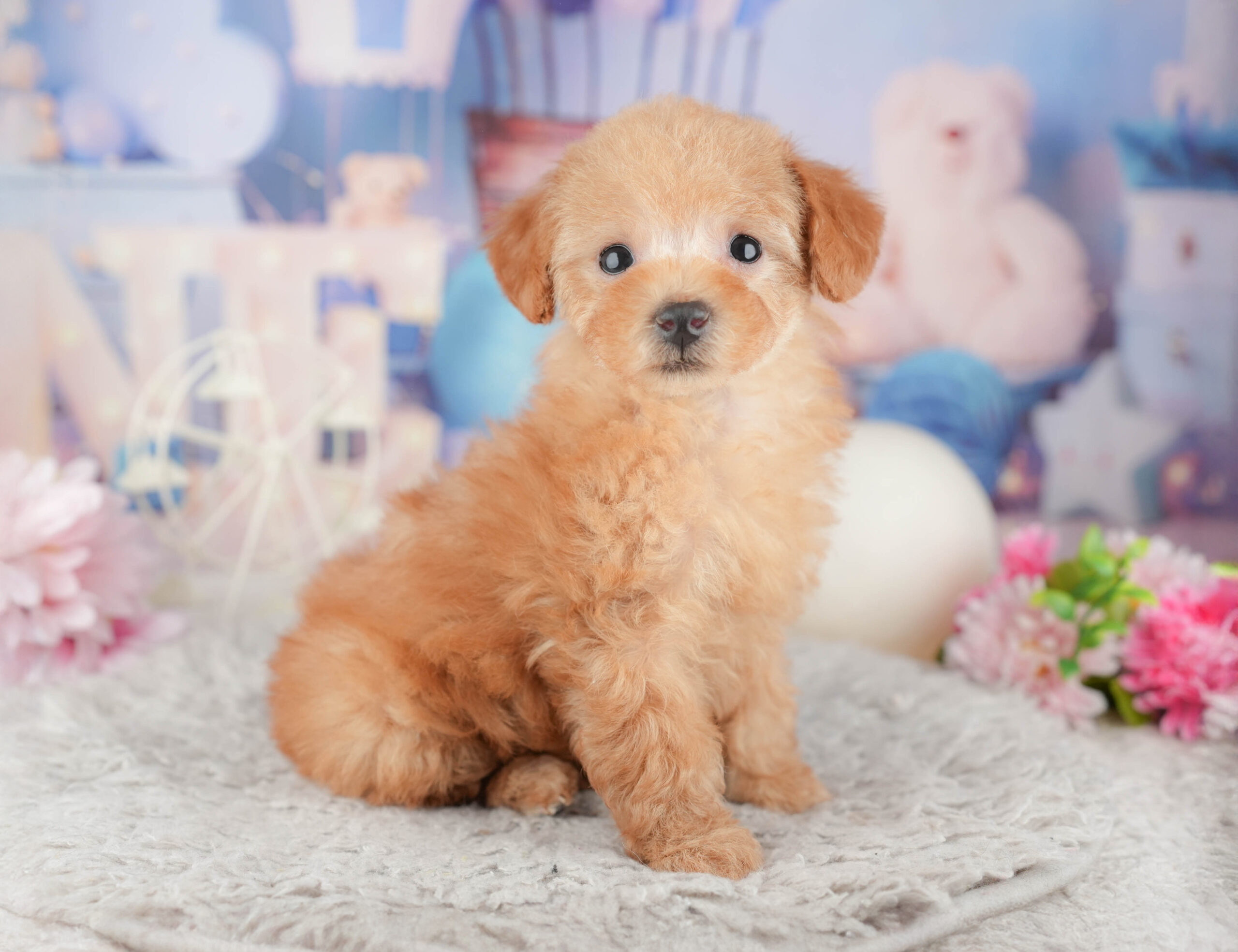 トイ・プードル | 女の子 | アプリコット | 2025年12月1日