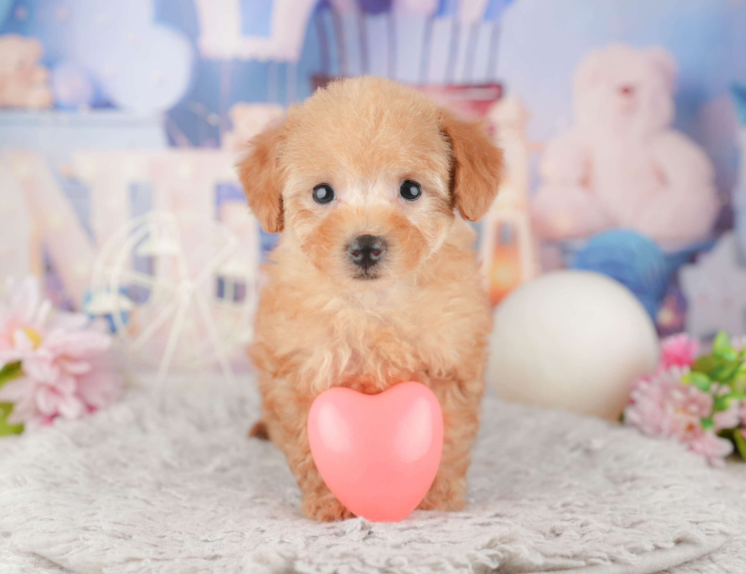 トイ・プードル | 女の子 | アプリコット | 2025年12月1日