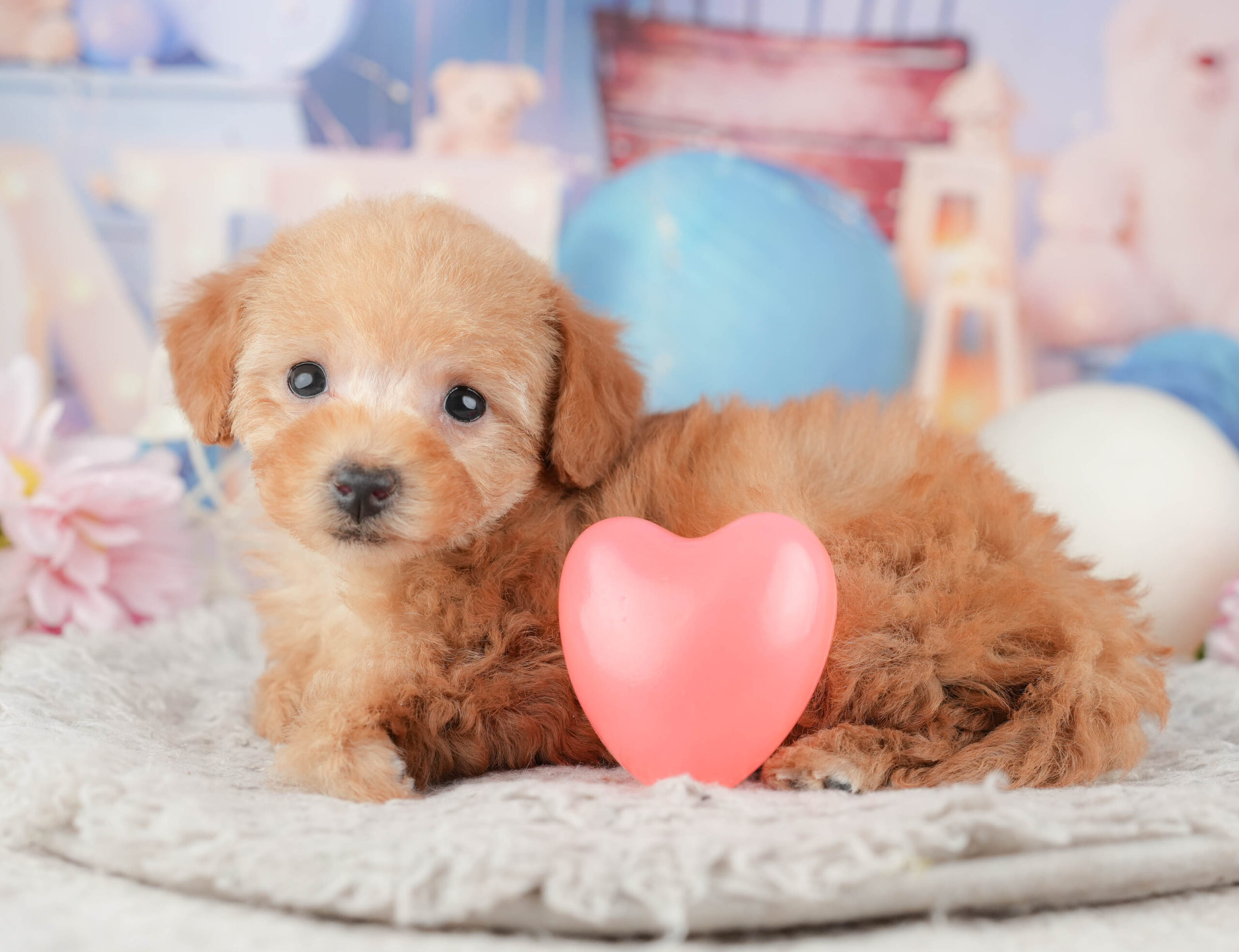 トイ・プードル | 女の子 | アプリコット | 2025年12月1日