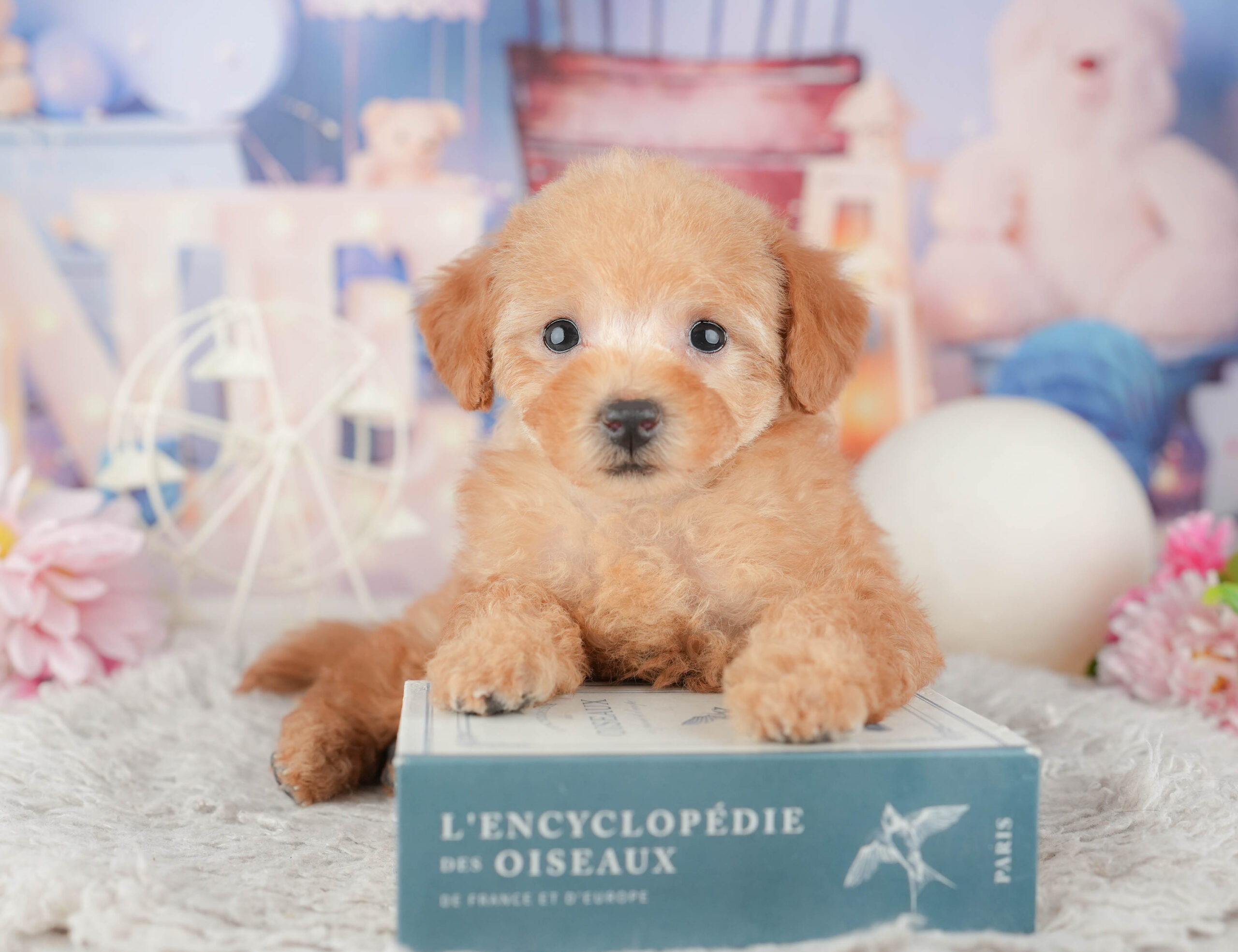 トイ・プードル | 女の子 | アプリコット | 2025年12月1日