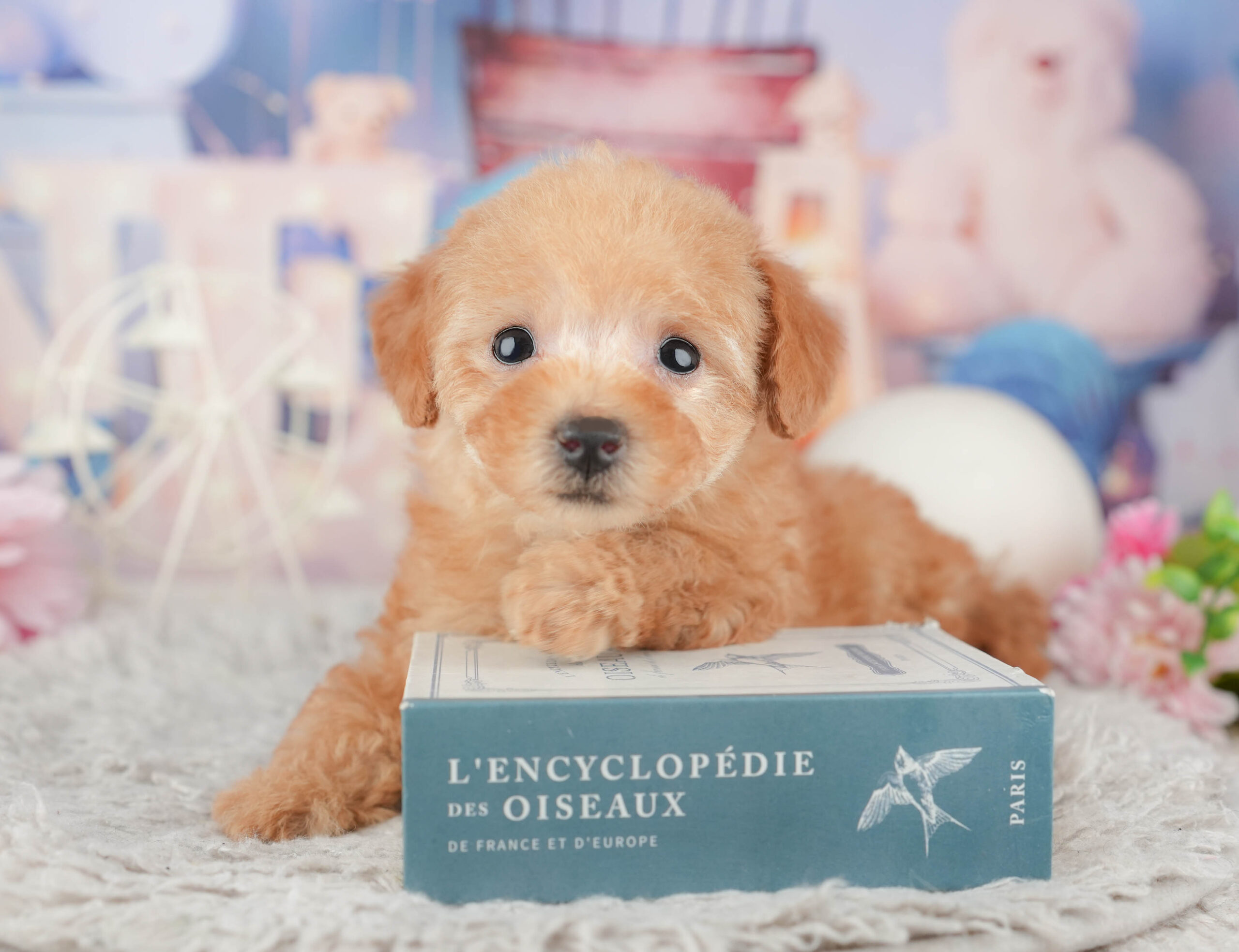 トイ・プードル | 女の子 | アプリコット | 2025年12月1日