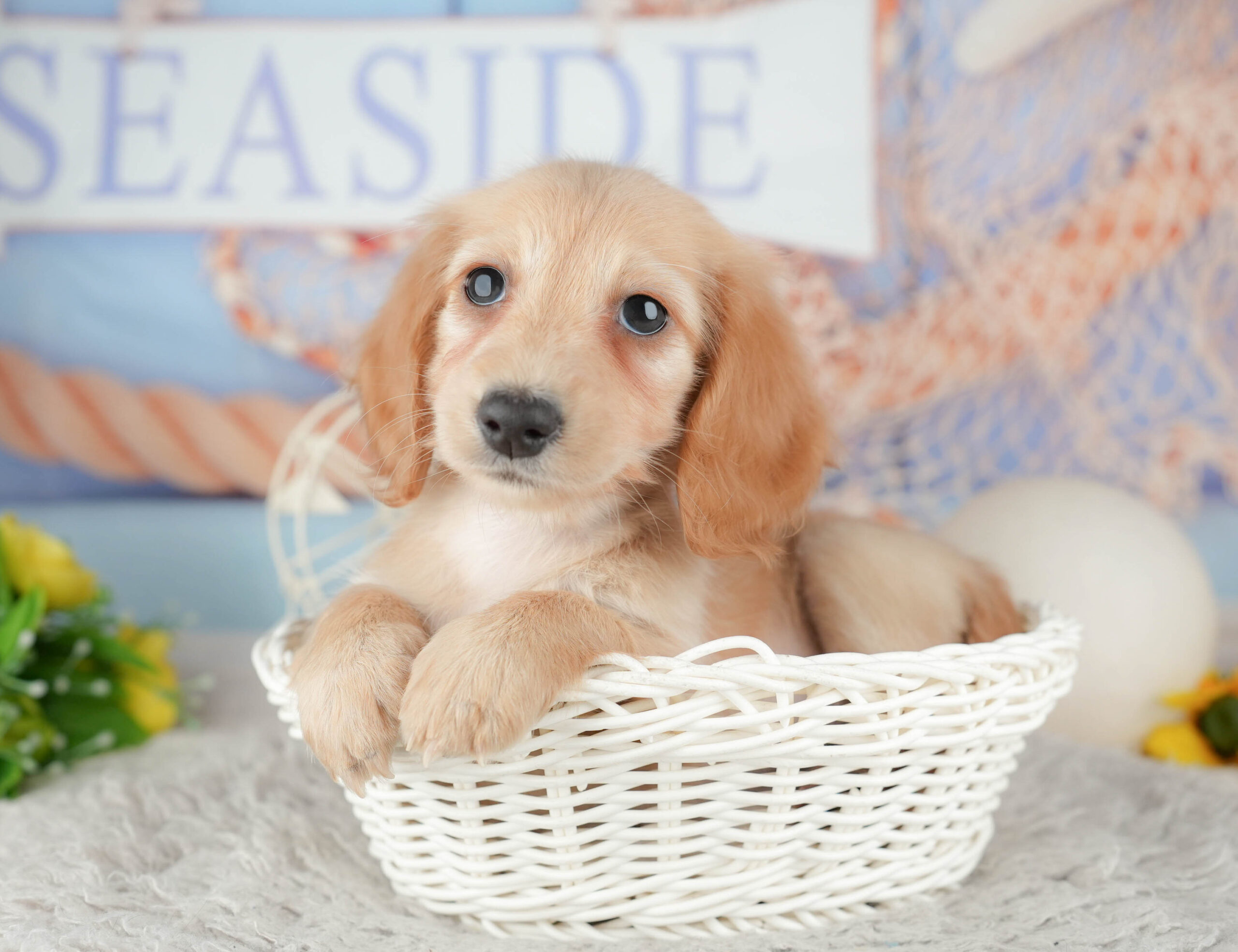 ミニチュア・ダックスフンド(ロング) | 女の子 | イエロー | 2025年12月2日