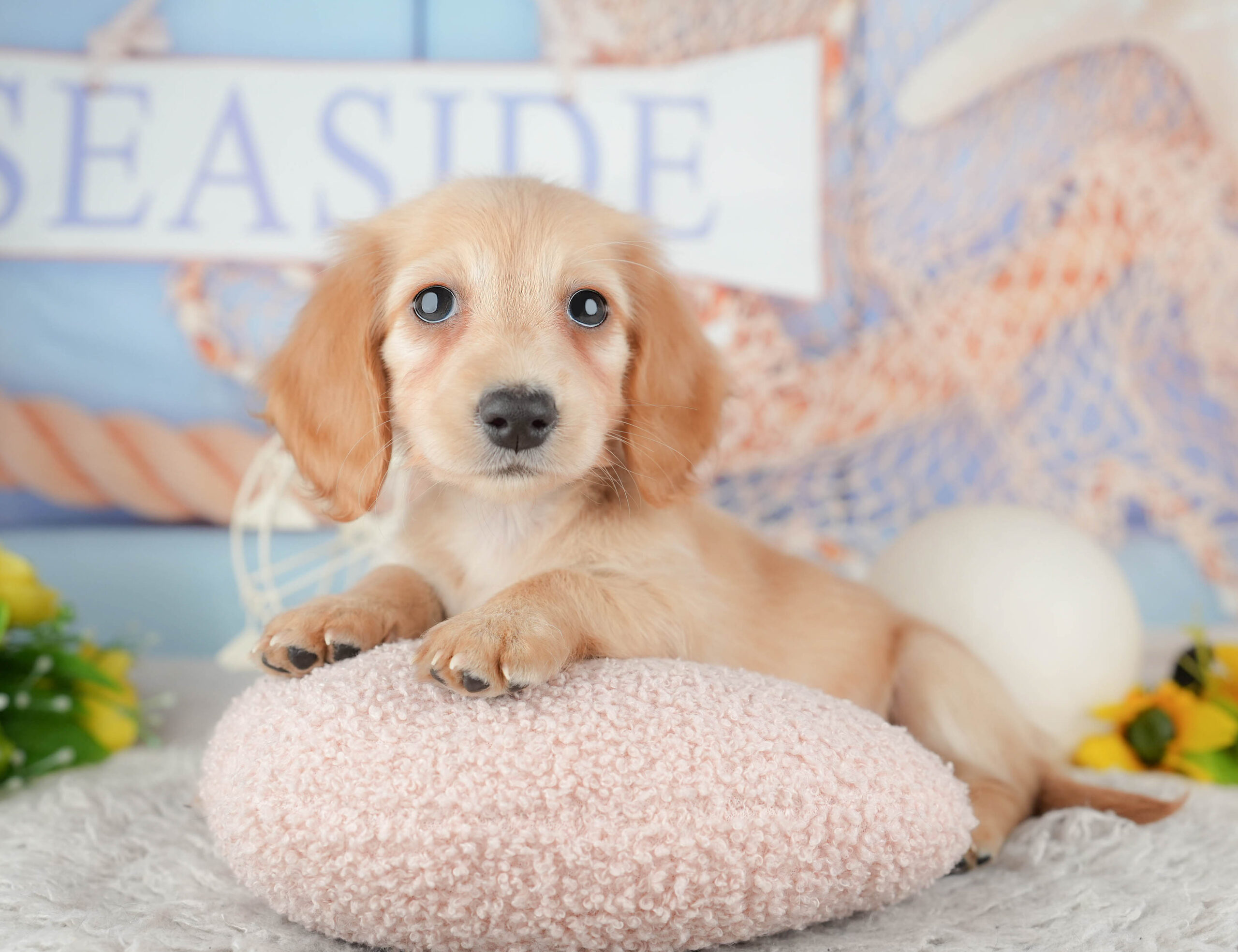 ミニチュア・ダックスフンド(ロング) | 女の子 | イエロー | 2025年12月2日