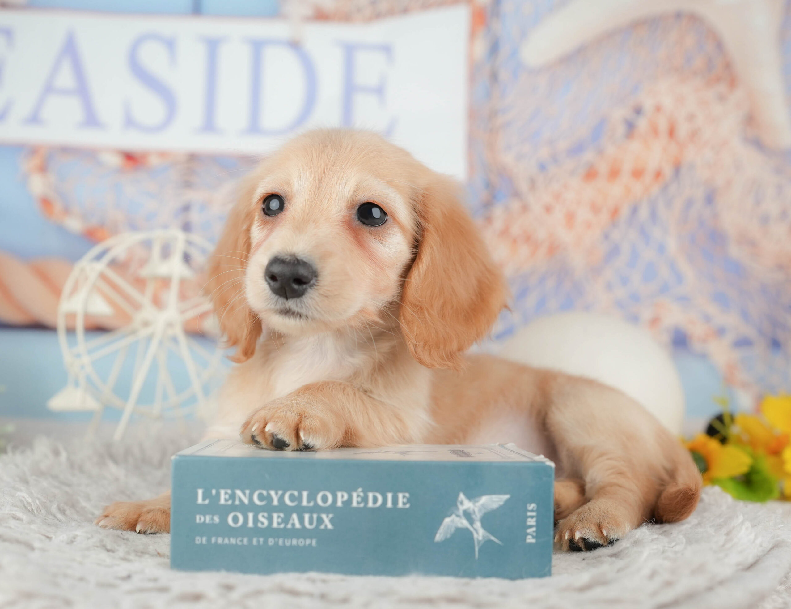 ミニチュア・ダックスフンド(ロング) | 女の子 | イエロー | 2025年12月2日