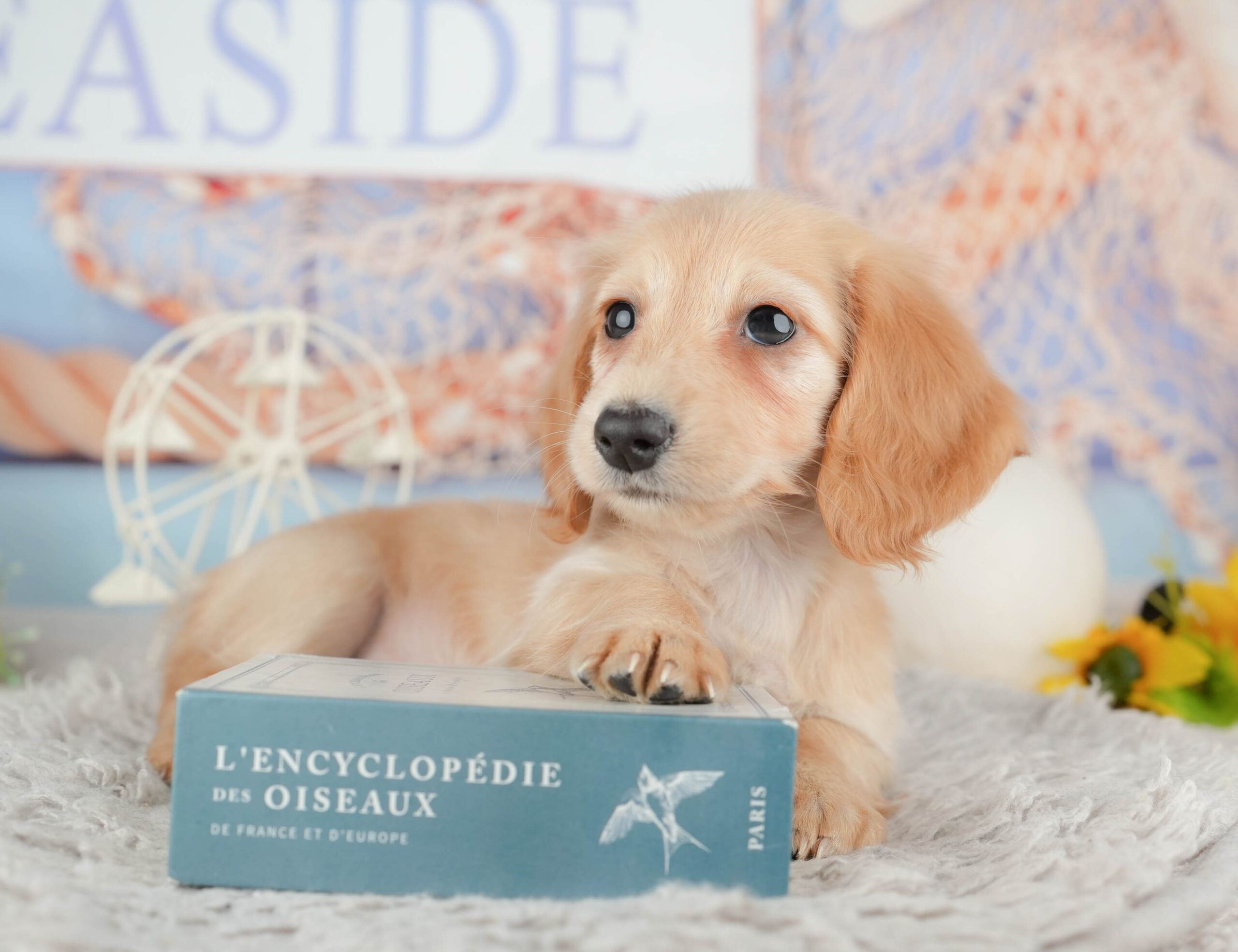 ミニチュア・ダックスフンド(ロング) | 女の子 | イエロー | 2025年12月2日