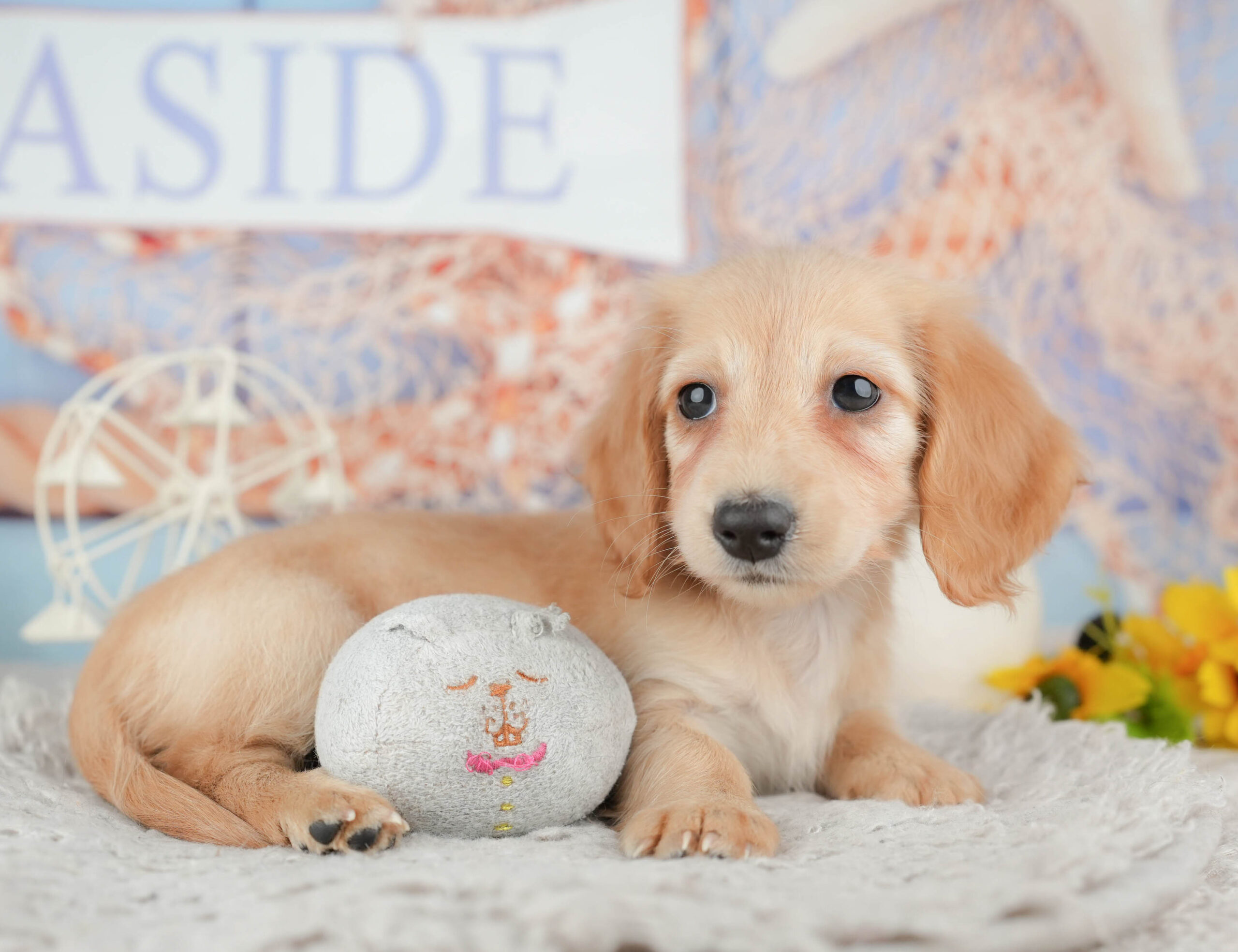 ミニチュア・ダックスフンド(ロング) | 女の子 | イエロー | 2025年12月2日