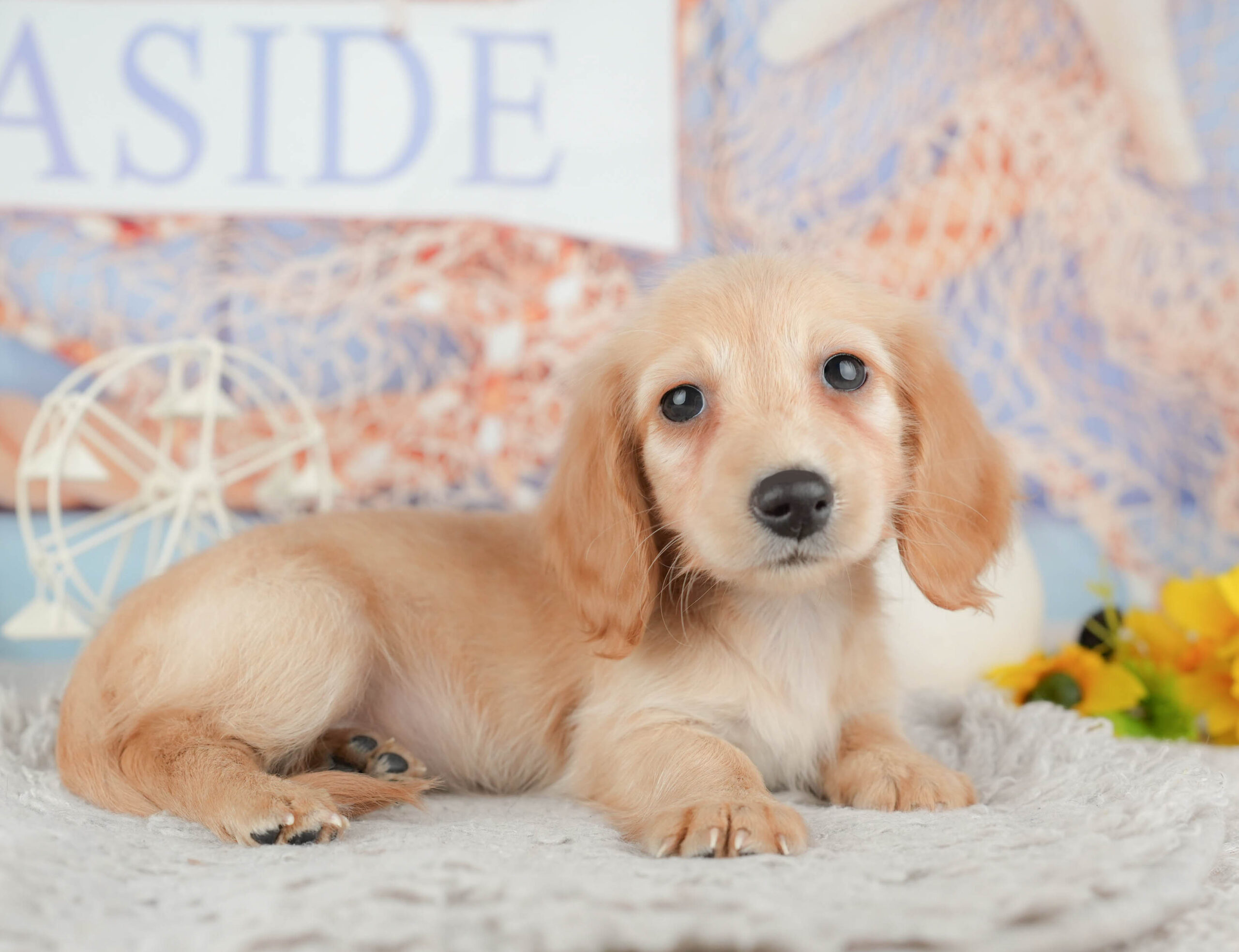 ミニチュア・ダックスフンド(ロング) | 女の子 | イエロー | 2025年12月2日