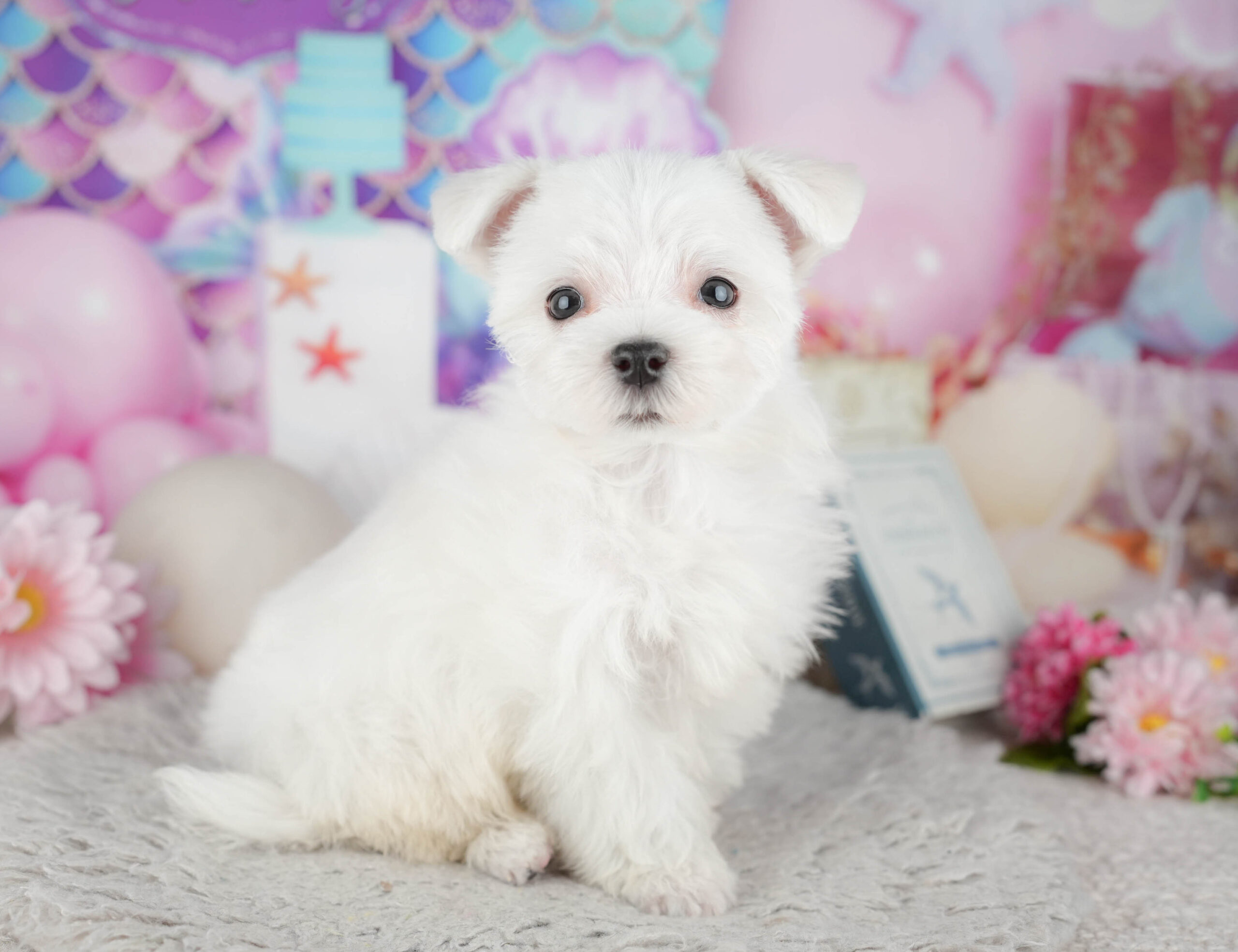 マルチーズ | 男の子 | ホワイト | 2025年12月3日