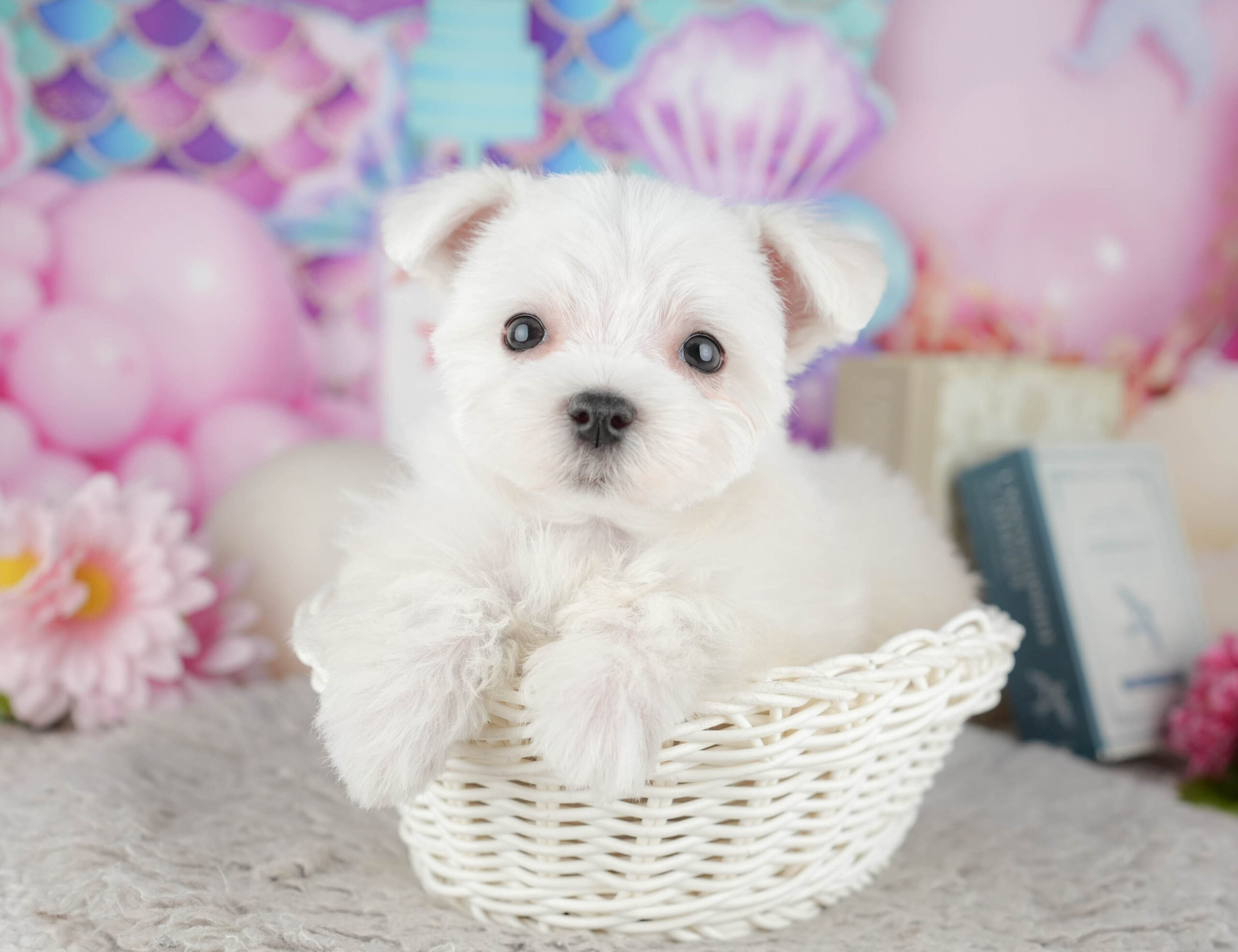 マルチーズ | 男の子 | ホワイト | 2025年12月3日