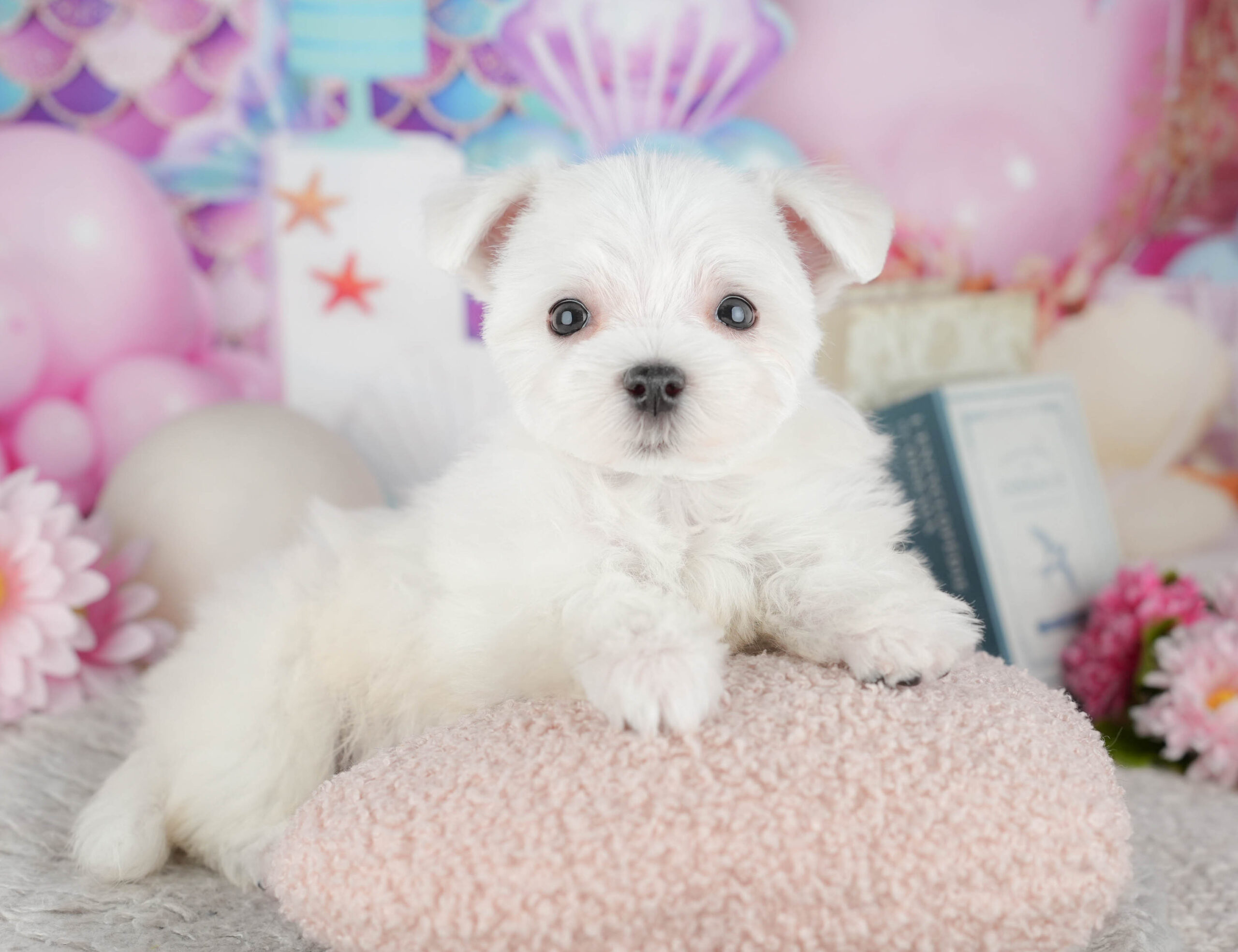 マルチーズ | 男の子 | ホワイト | 2025年12月3日