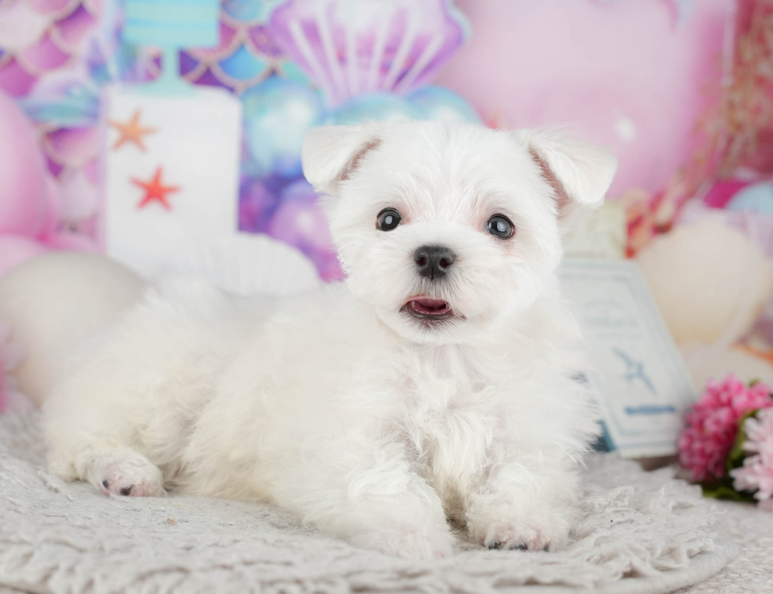 マルチーズ | 男の子 | ホワイト | 2025年12月3日