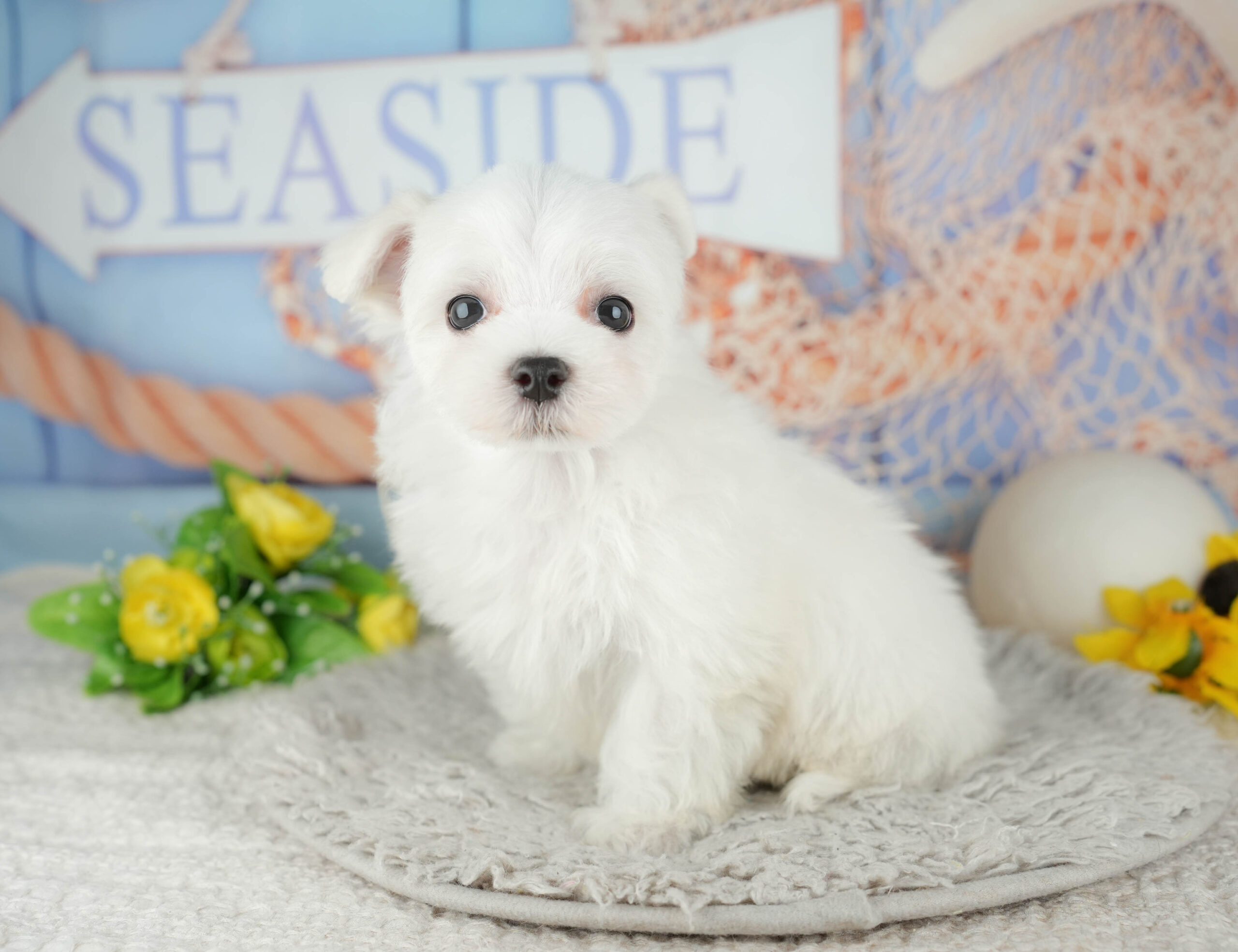 マルチーズ | 男の子 | ホワイト | 2025年12月3日