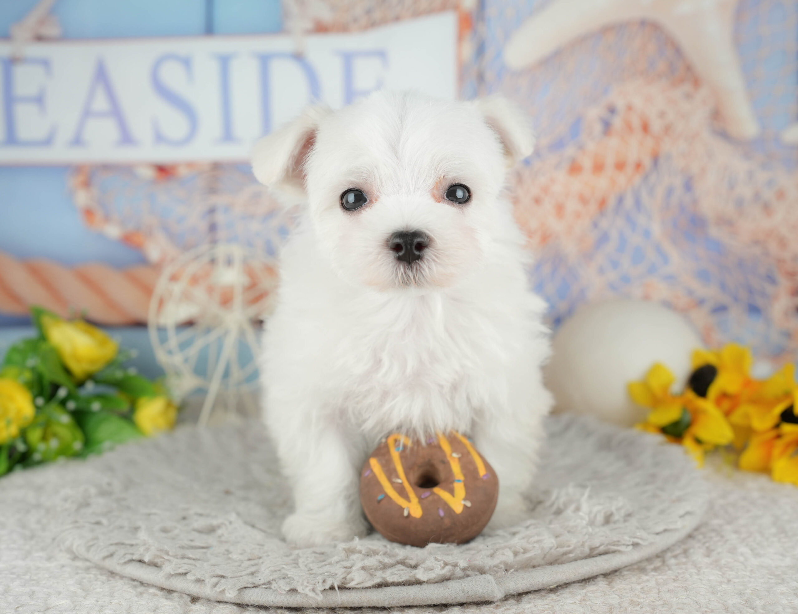 マルチーズ | 男の子 | ホワイト | 2025年12月3日