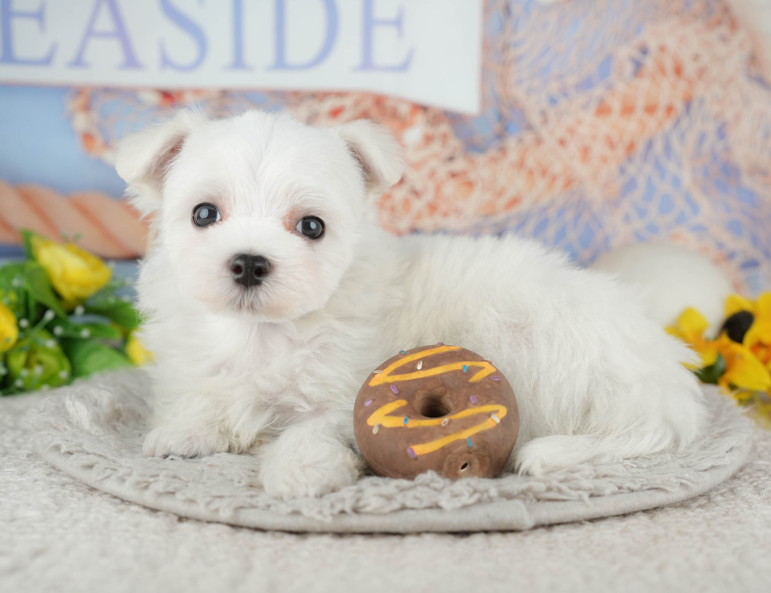 マルチーズ | 男の子 | ホワイト | 2025年12月3日