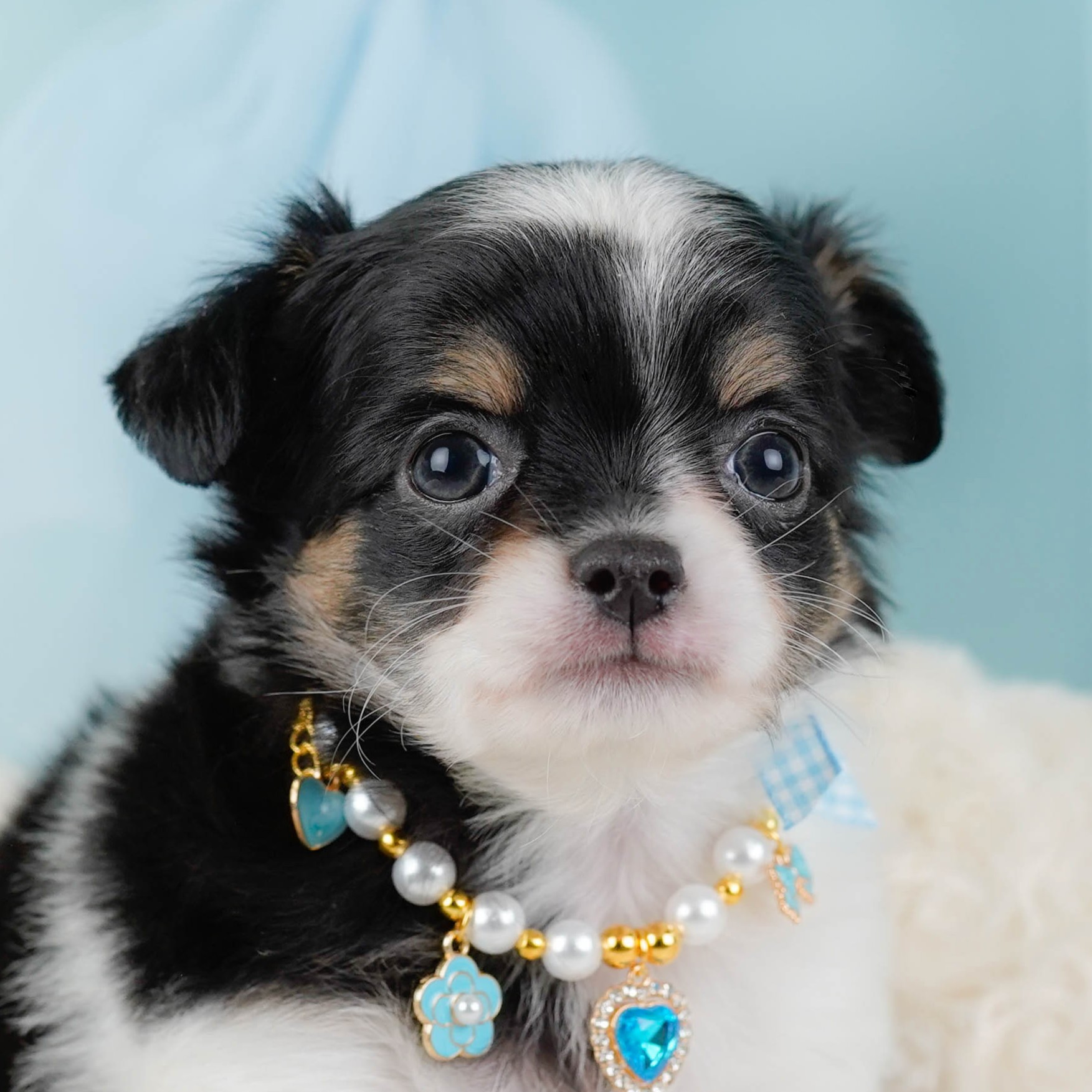 チワワ(ロング) | 男の子 | ブラックタン＆ホワイト | 2025年12月3日