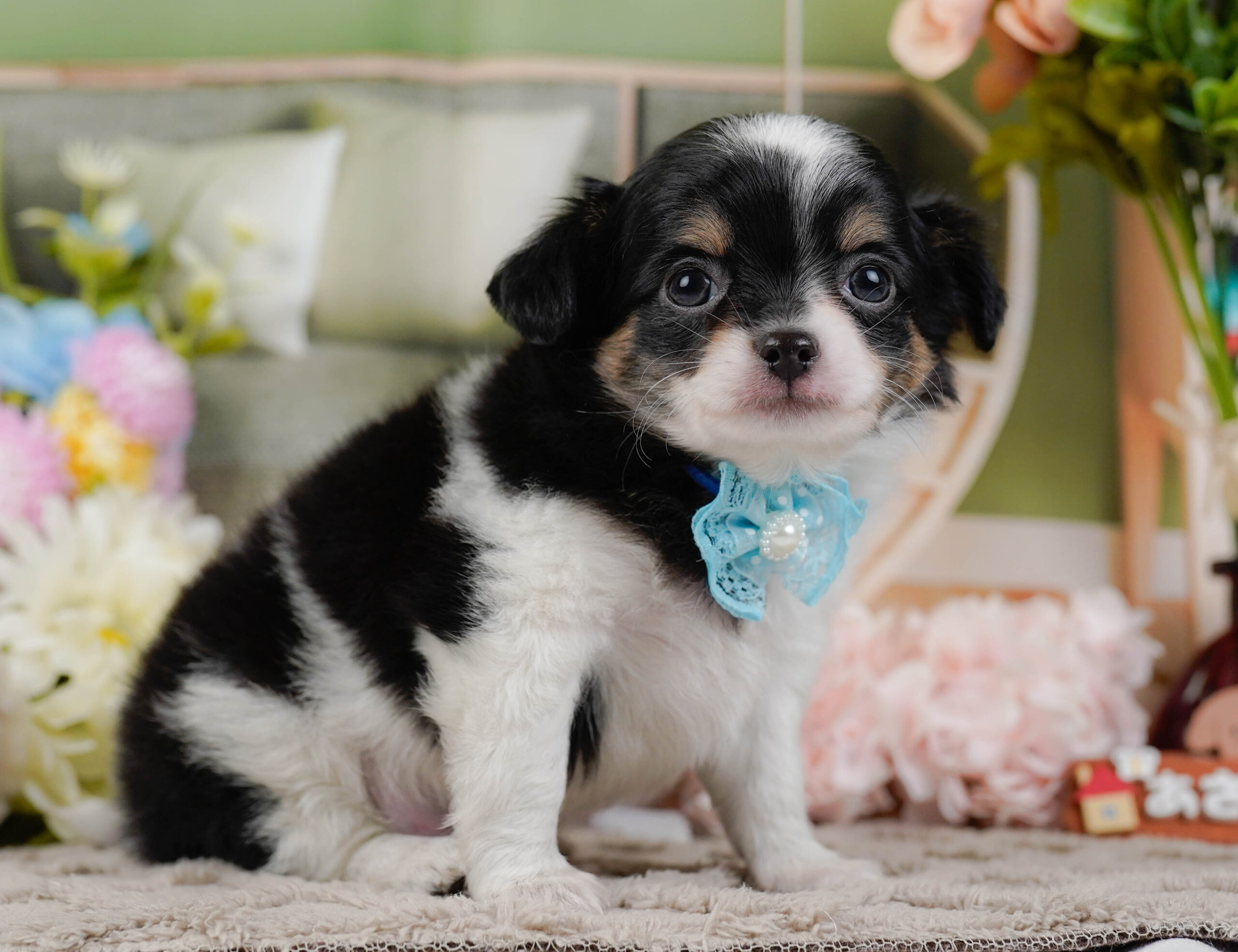 チワワ(ロング) | 男の子 | ブラックタン&ホワイト | 2025年12月3日