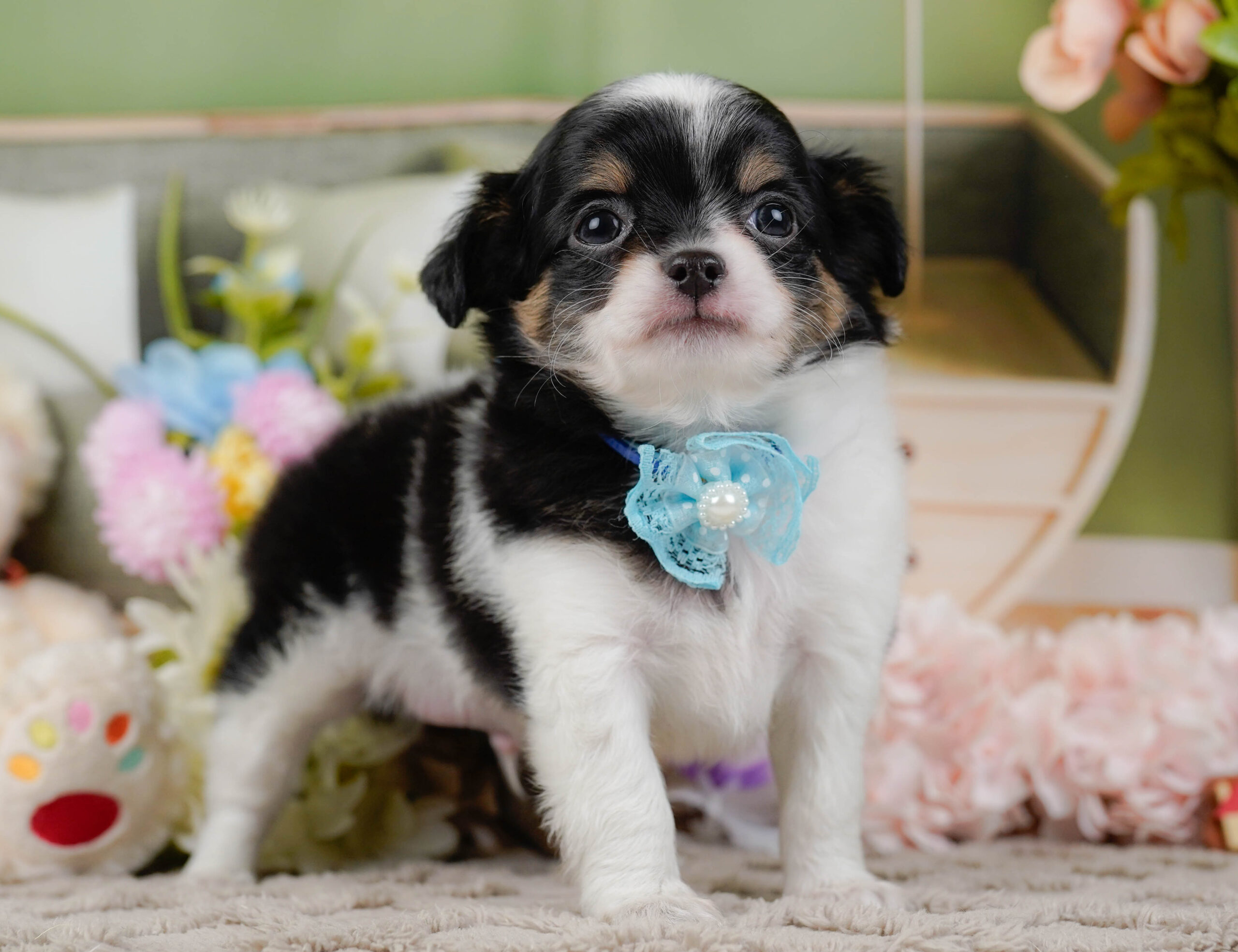 チワワ(ロング) | 男の子 | ブラックタン&ホワイト | 2025年12月3日