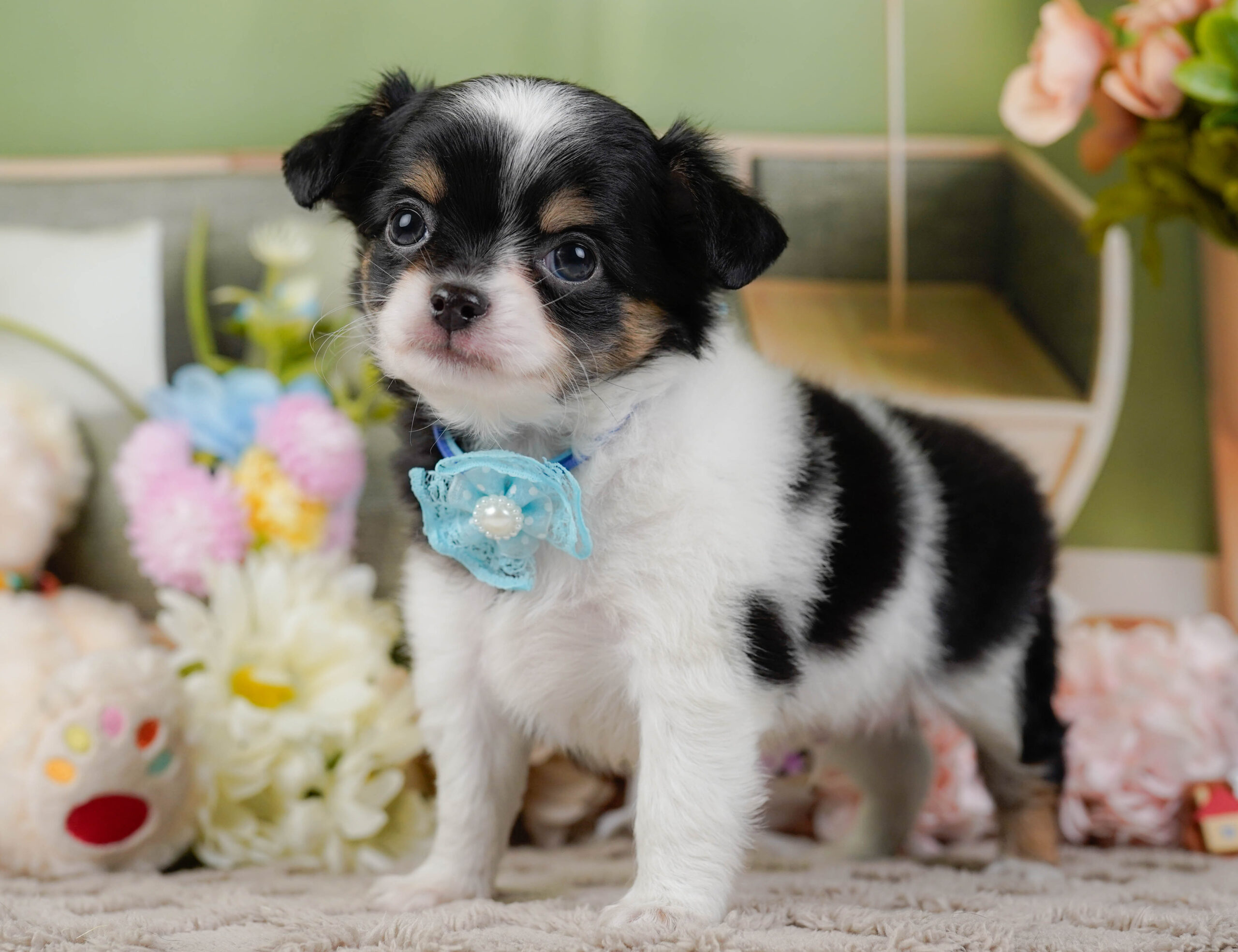 チワワ(ロング) | 男の子 | ブラックタン&ホワイト | 2025年12月3日