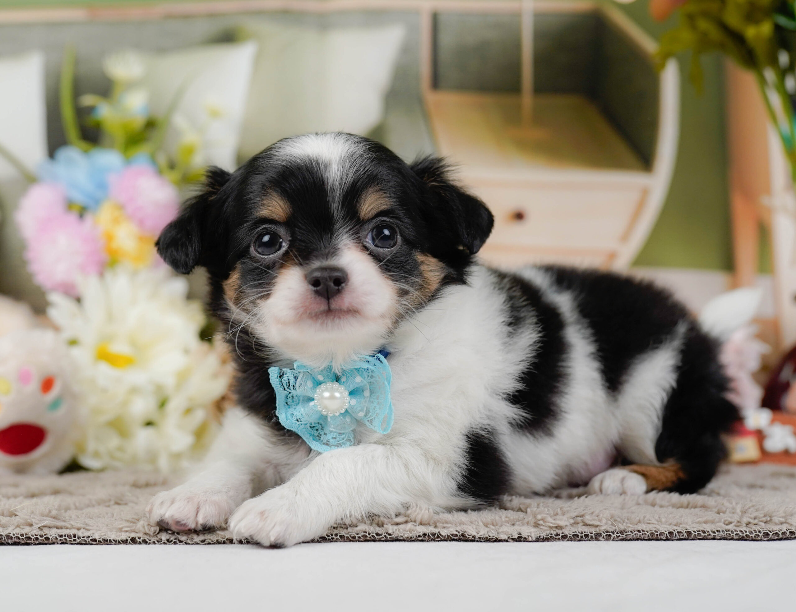 チワワ(ロング) | 男の子 | ブラックタン&ホワイト | 2025年12月3日