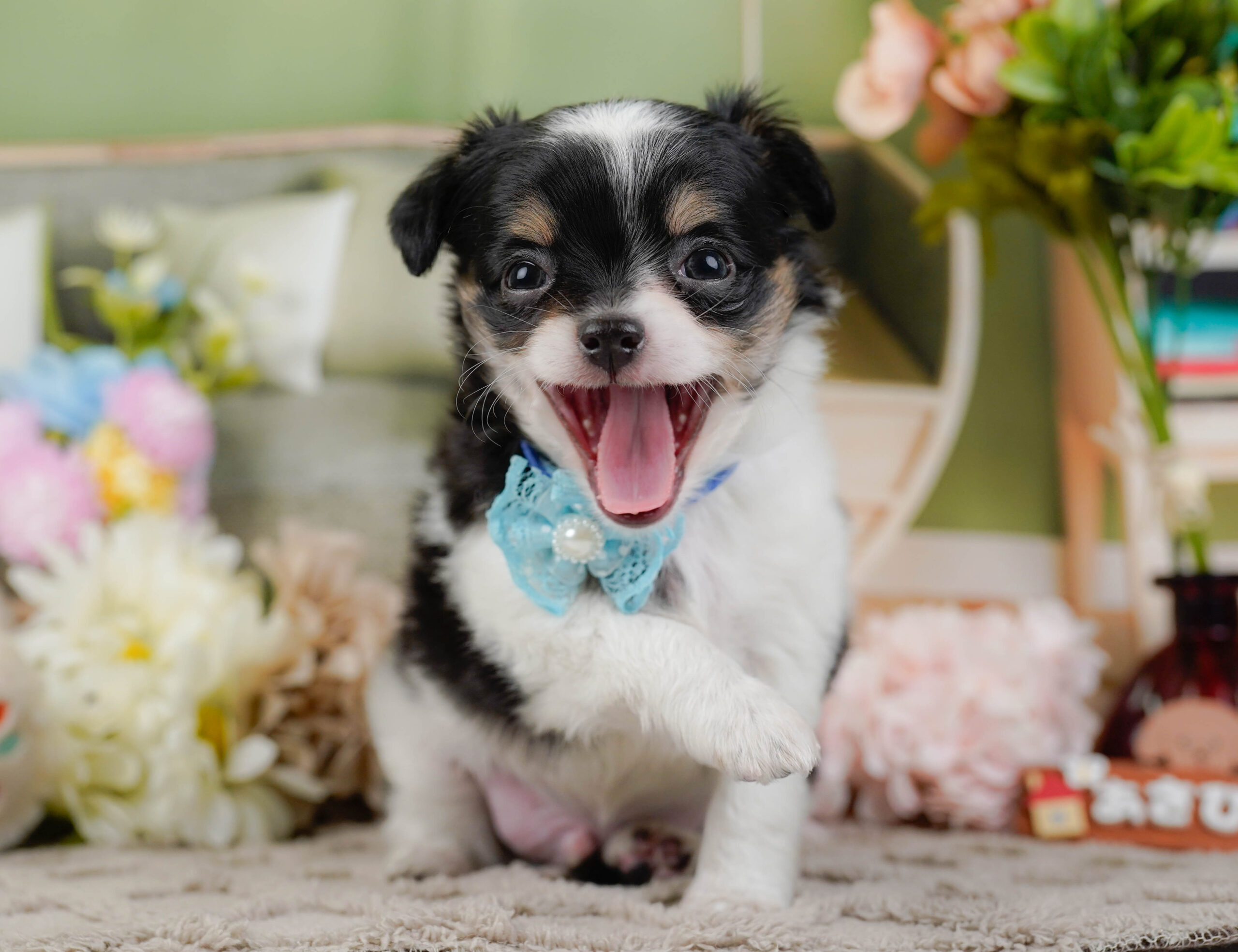 チワワ(ロング) | 男の子 | ブラックタン&ホワイト | 2025年12月3日