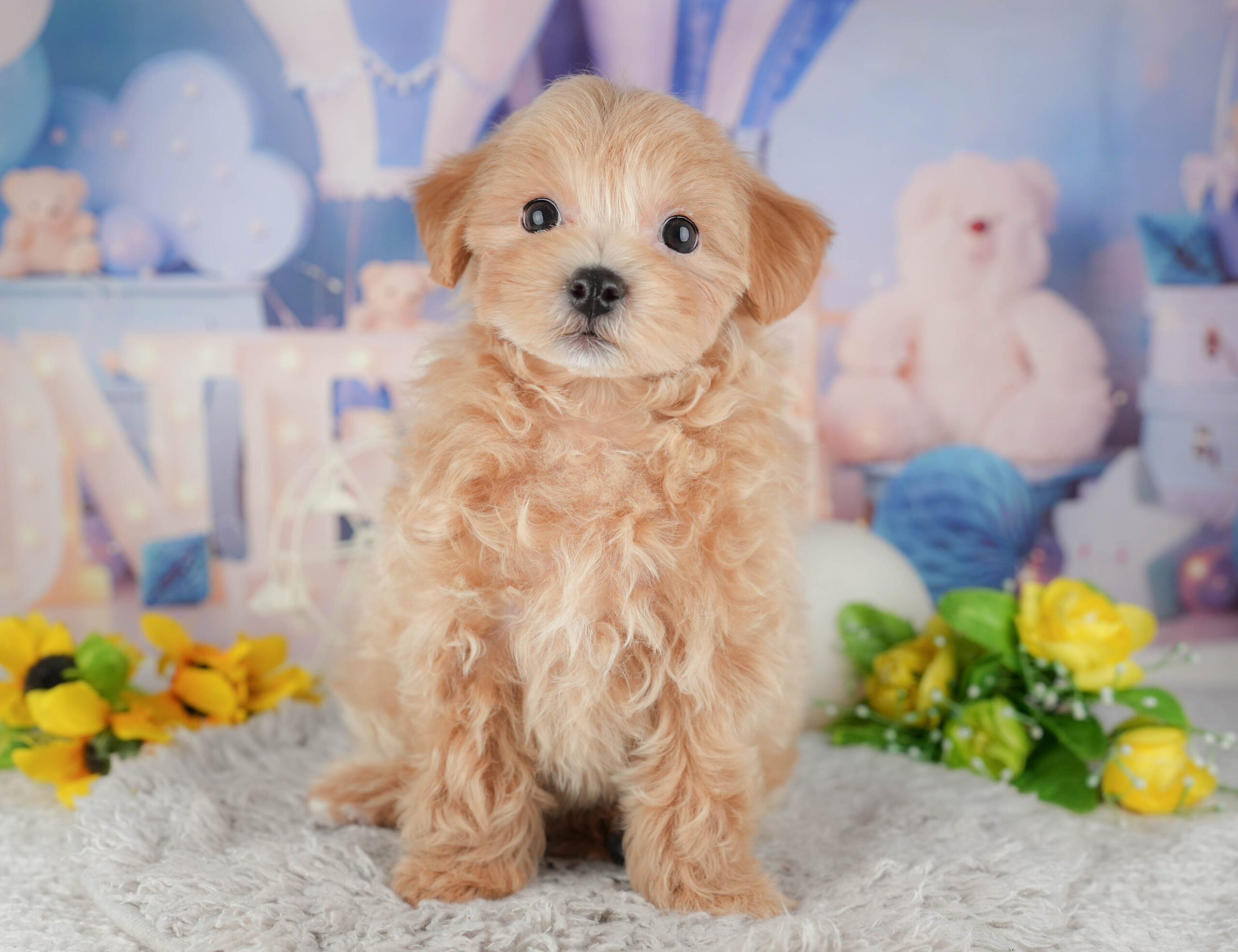 マルプー | 女の子 | アプリコット | 2025年12月3日