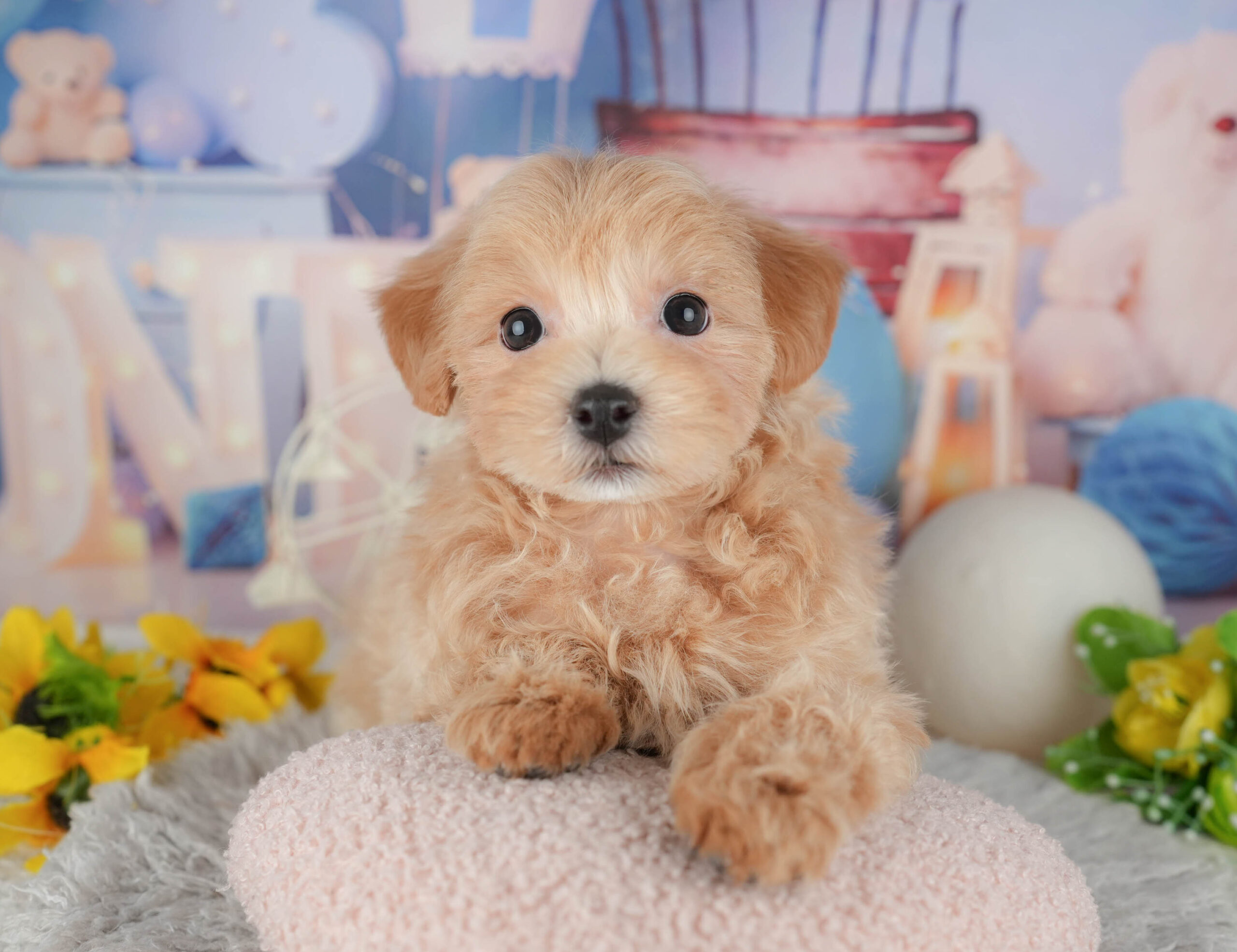 マルプー | 女の子 | アプリコット | 2025年12月3日