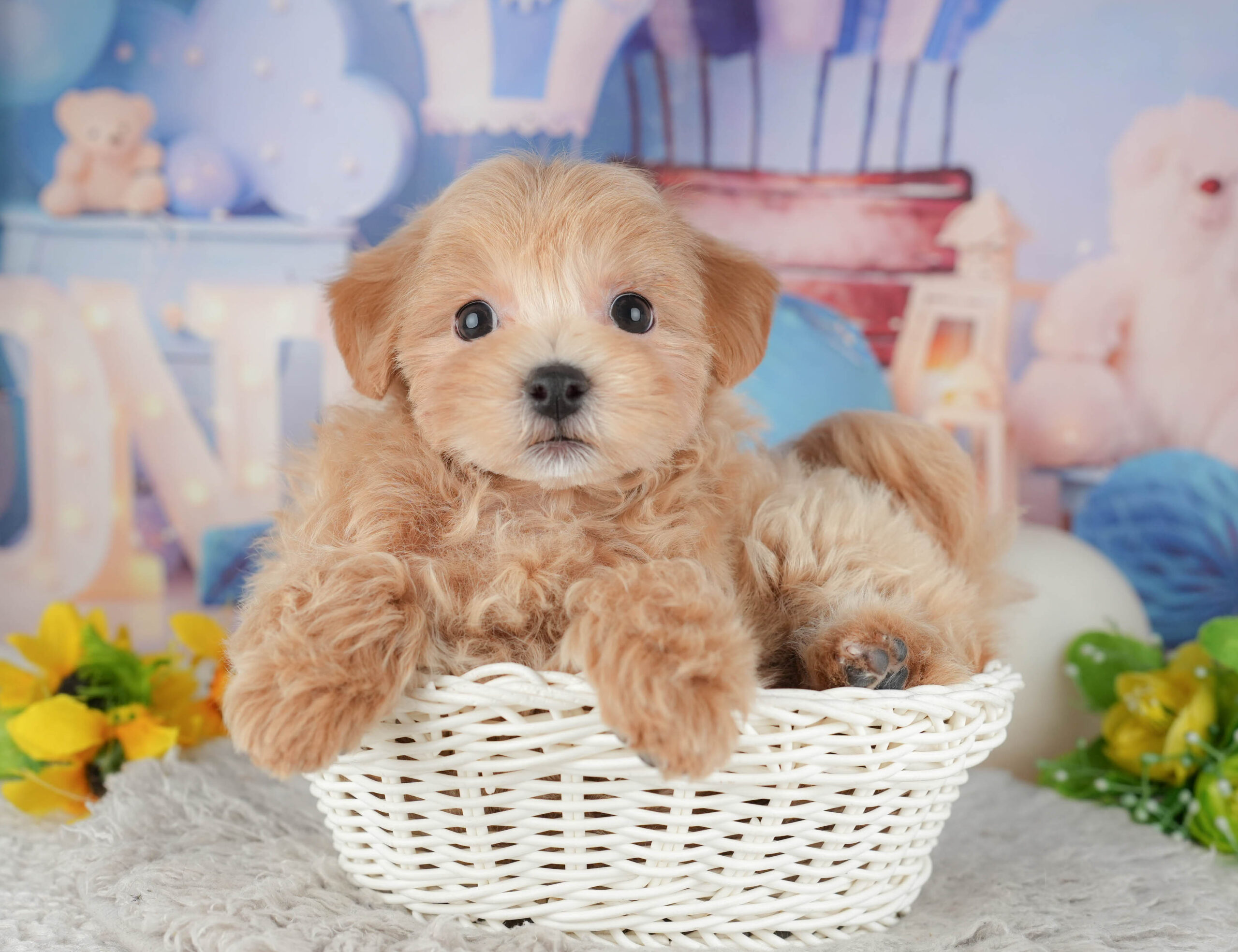 マルプー | 女の子 | アプリコット | 2025年12月3日