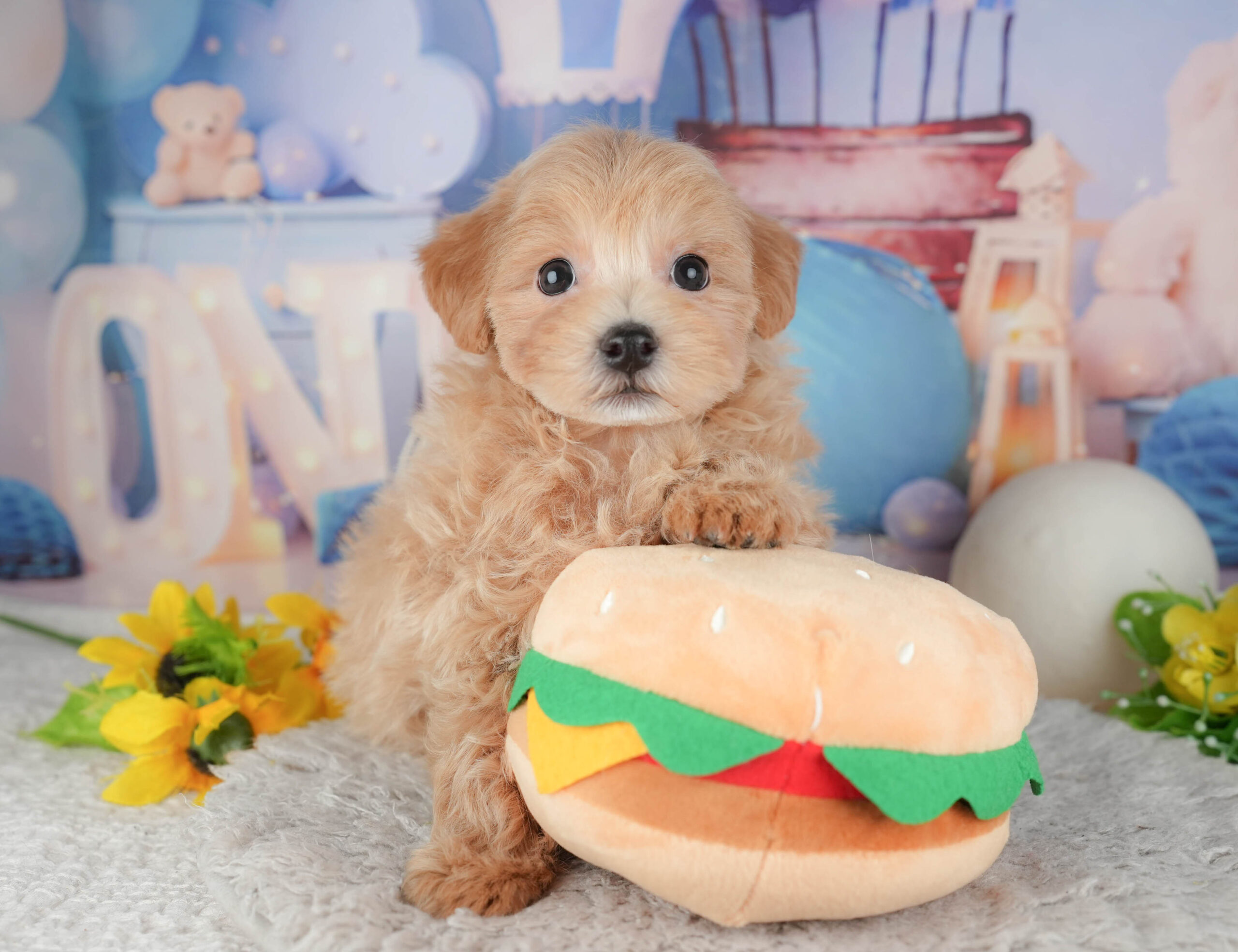 マルプー | 女の子 | アプリコット | 2025年12月3日