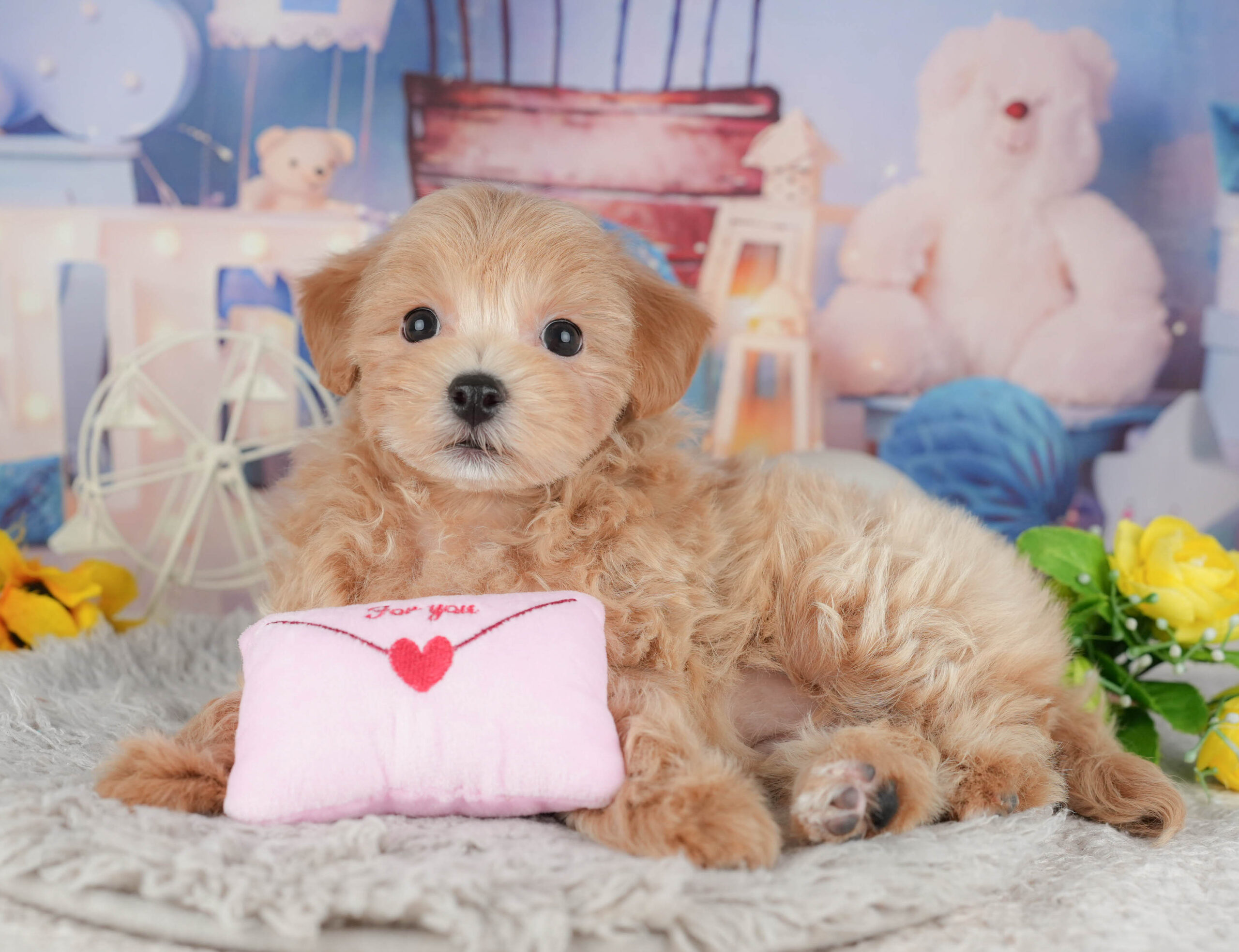 マルプー | 女の子 | アプリコット | 2025年12月3日