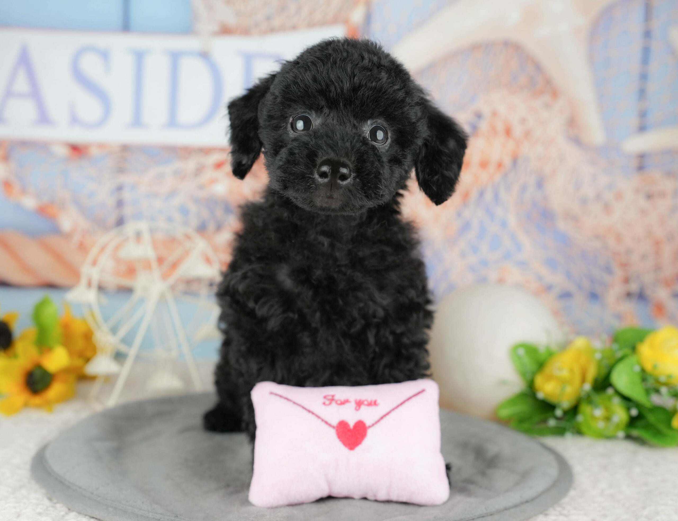 トイ・プードル | 女の子 | ブラック | 2025年12月3日