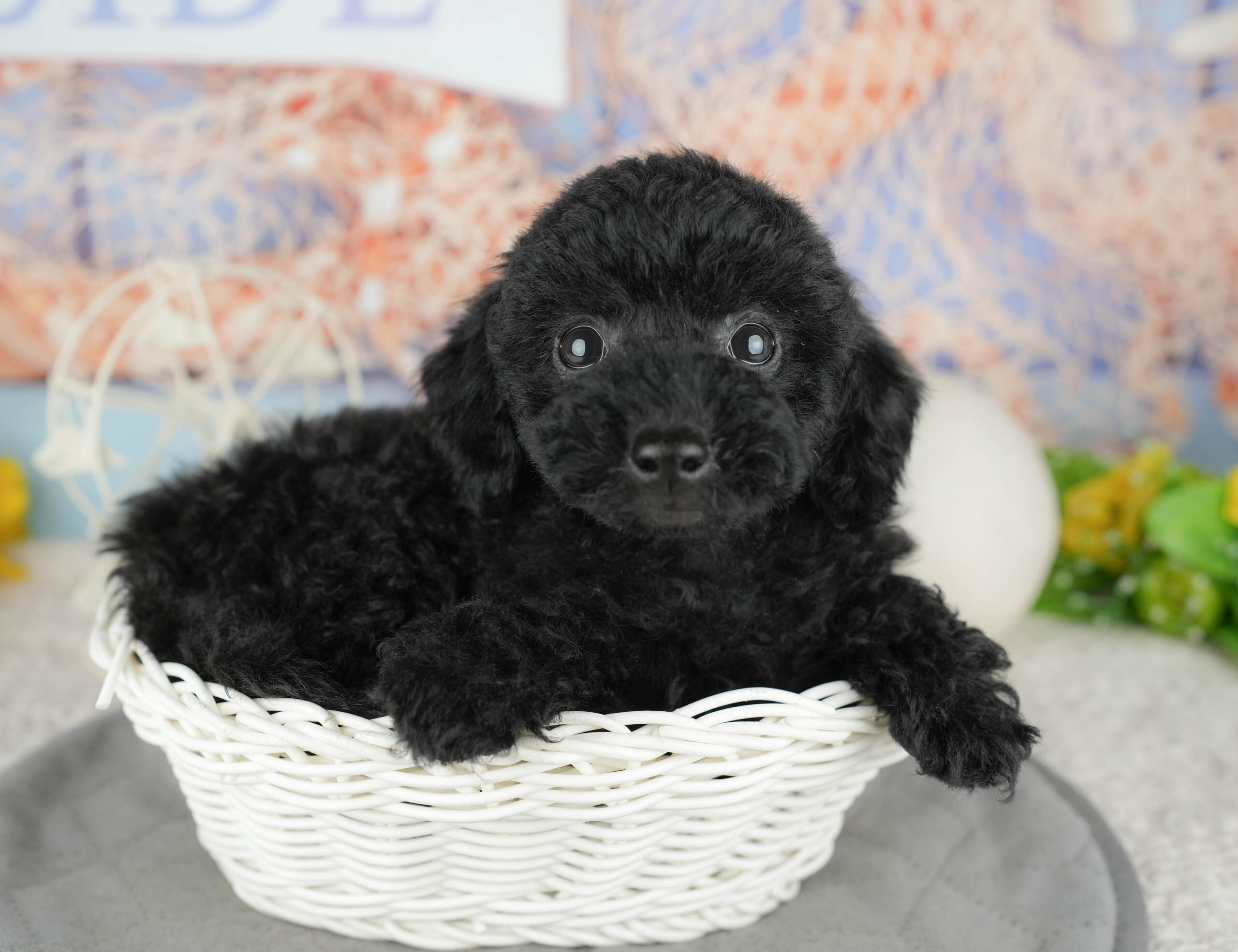 トイ・プードル | 女の子 | ブラック | 2025年12月3日
