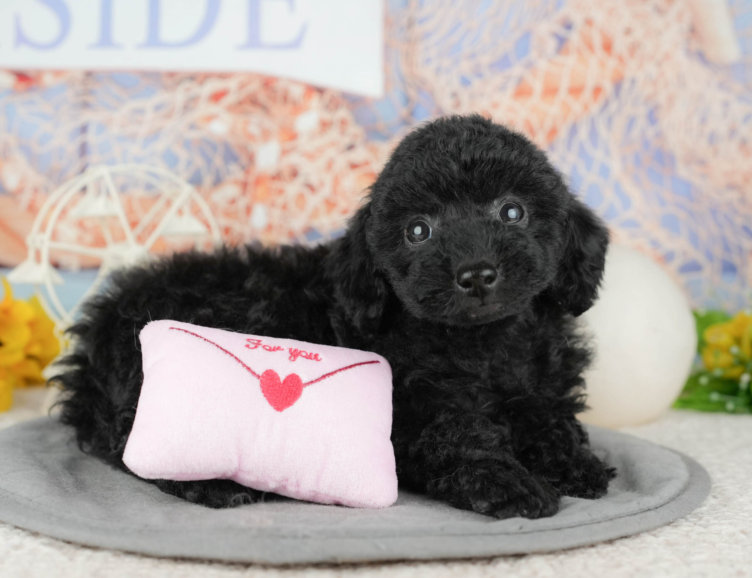 トイ・プードル | 女の子 | ブラック | 2025年12月3日