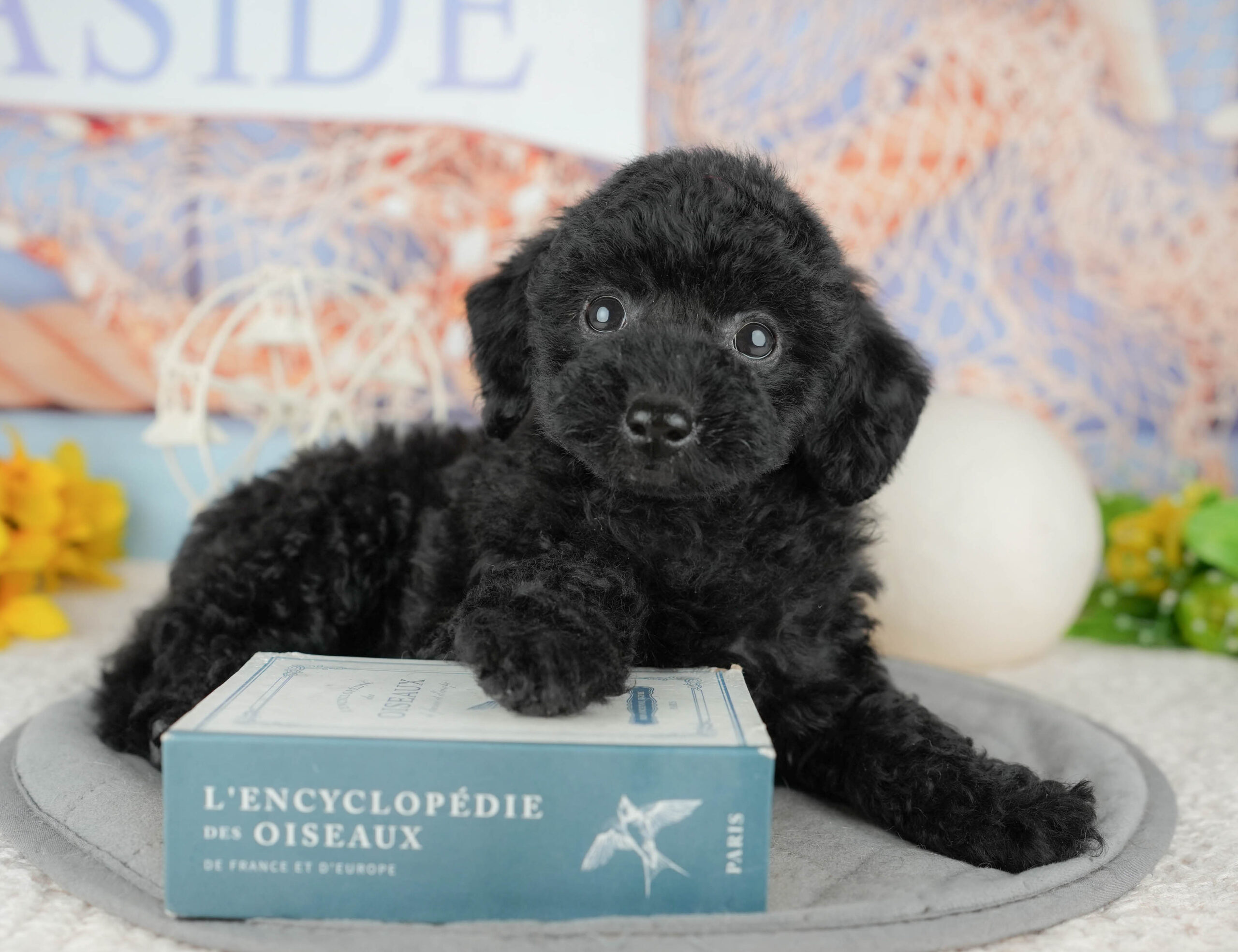 トイ・プードル | 女の子 | ブラック | 2025年12月3日