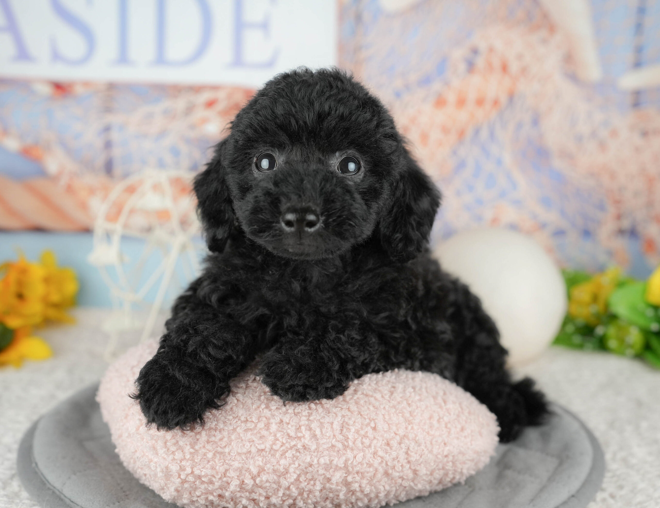 トイ・プードル | 女の子 | ブラック | 2025年12月3日