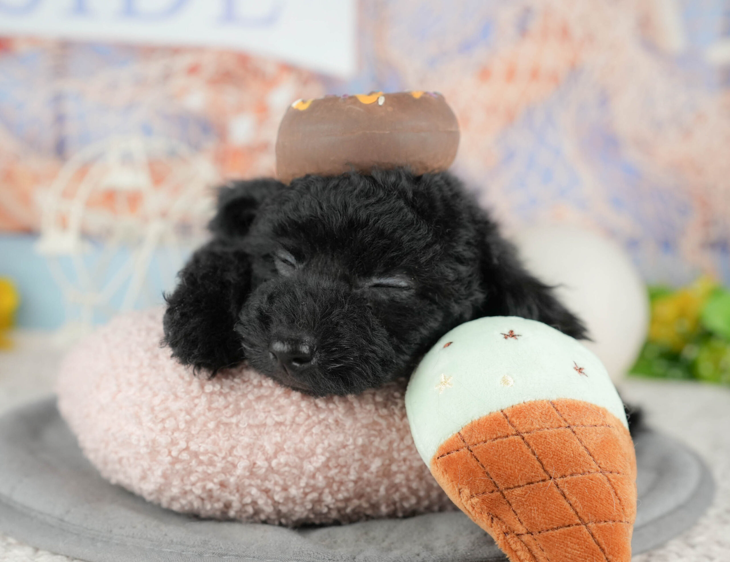 トイ・プードル | 女の子 | ブラック | 2025年12月3日