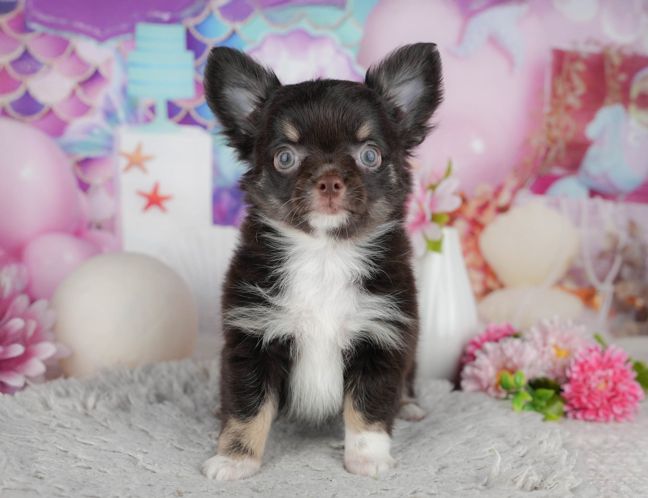 チワワ(ロング) | 男の子 | チョコレートタン＆ホワイト | 2025年12月4日