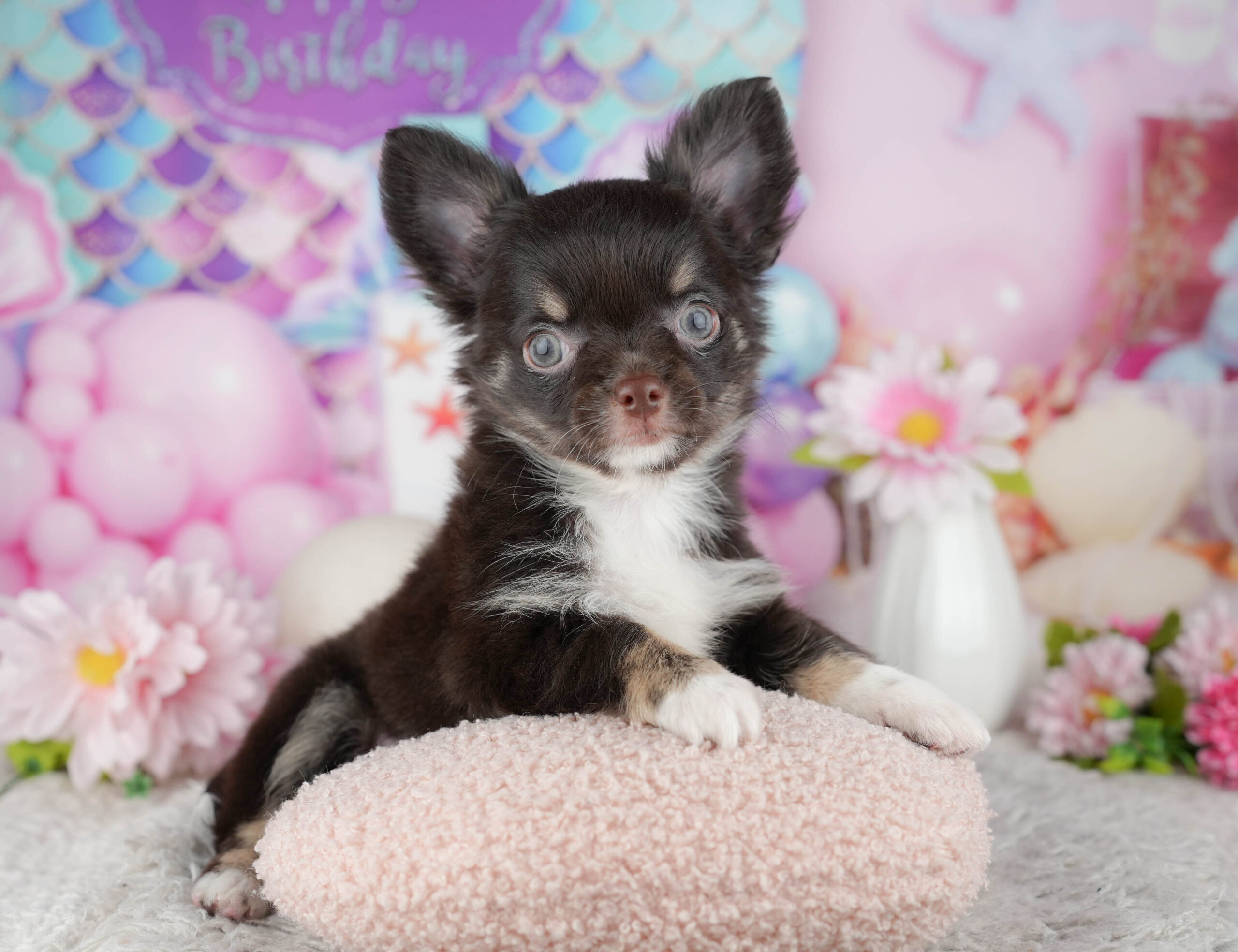 チワワ(ロング) | 男の子 | チョコレートタン&ホワイト | 2025年12月4日